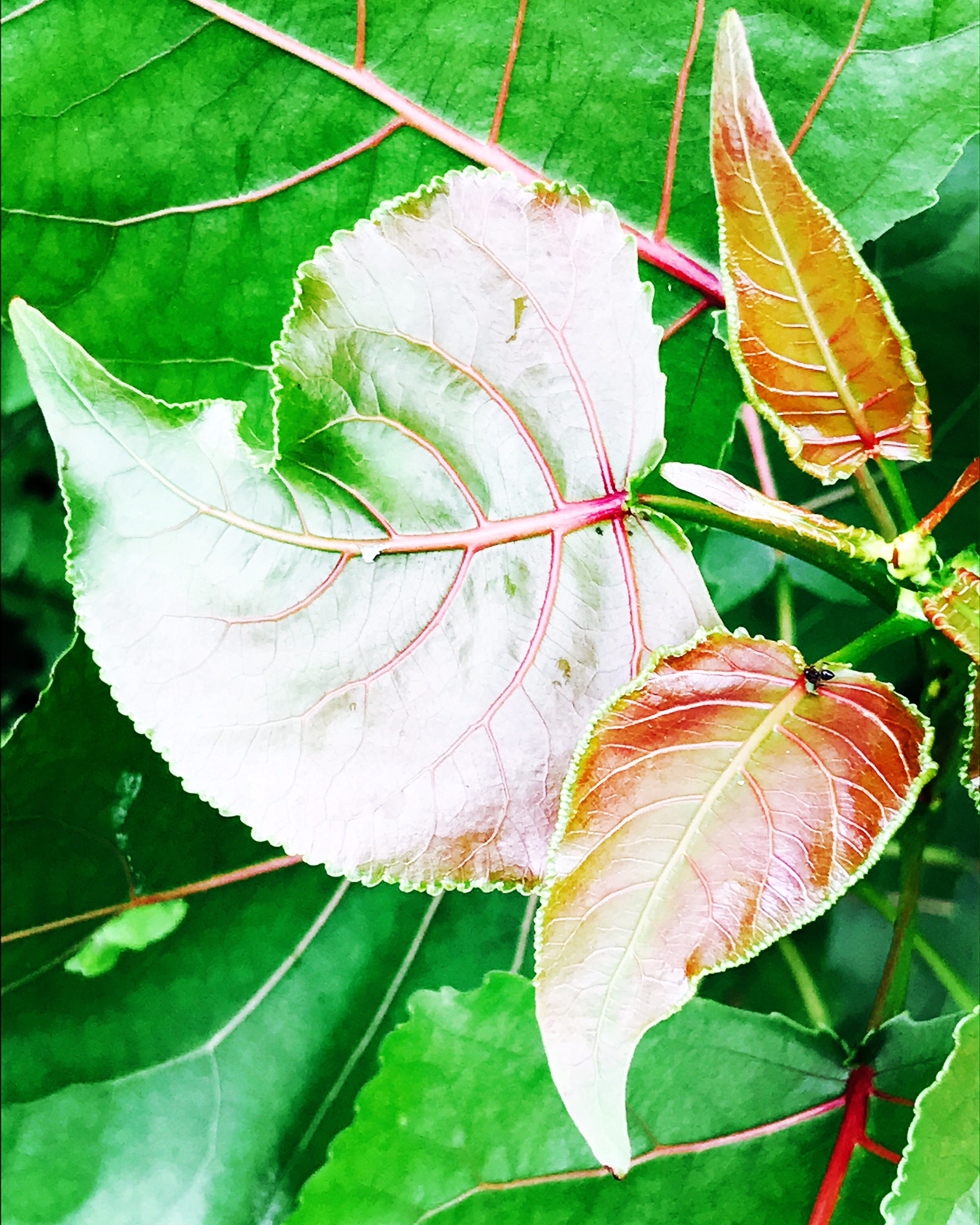 leaves.JPG