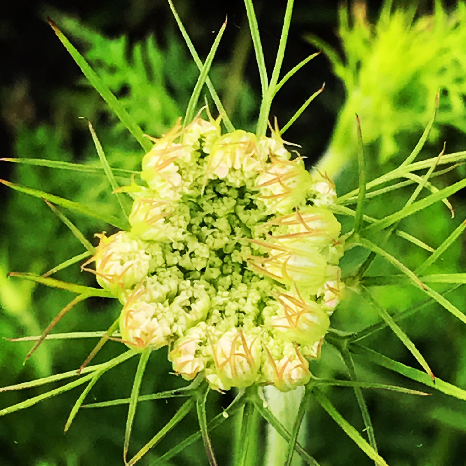 Queen Anne's Lace Opening