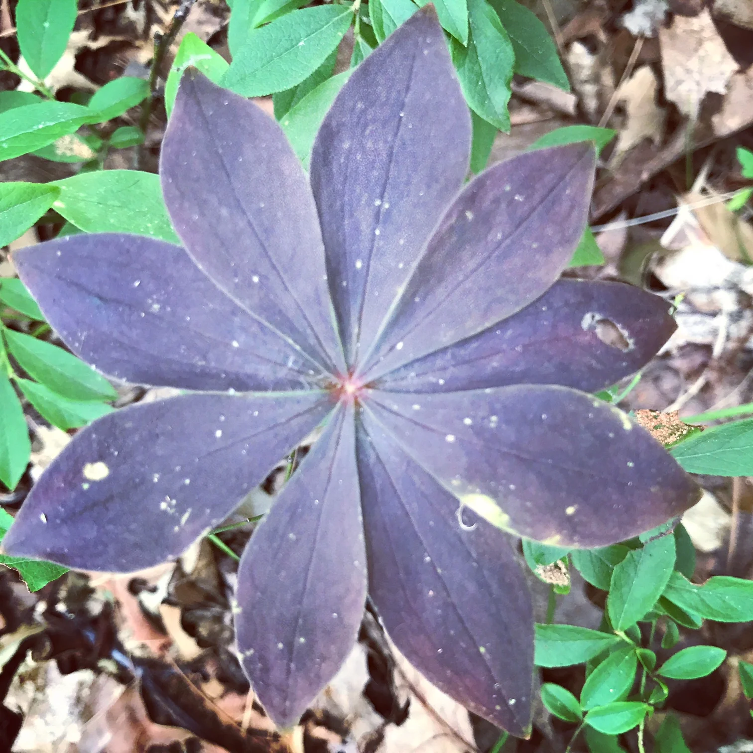 Indian Cucumber