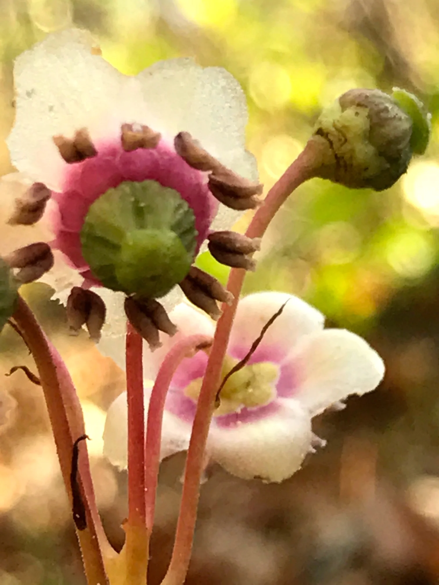 Wintergreen Blooms
