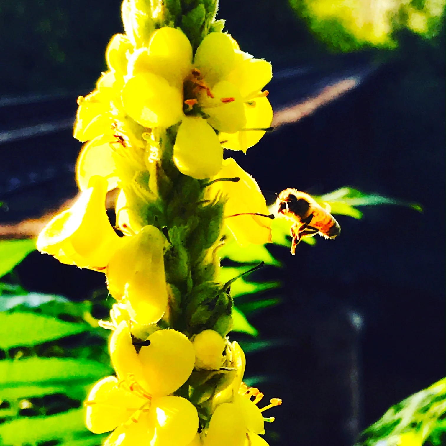 Common Mullein with Bee