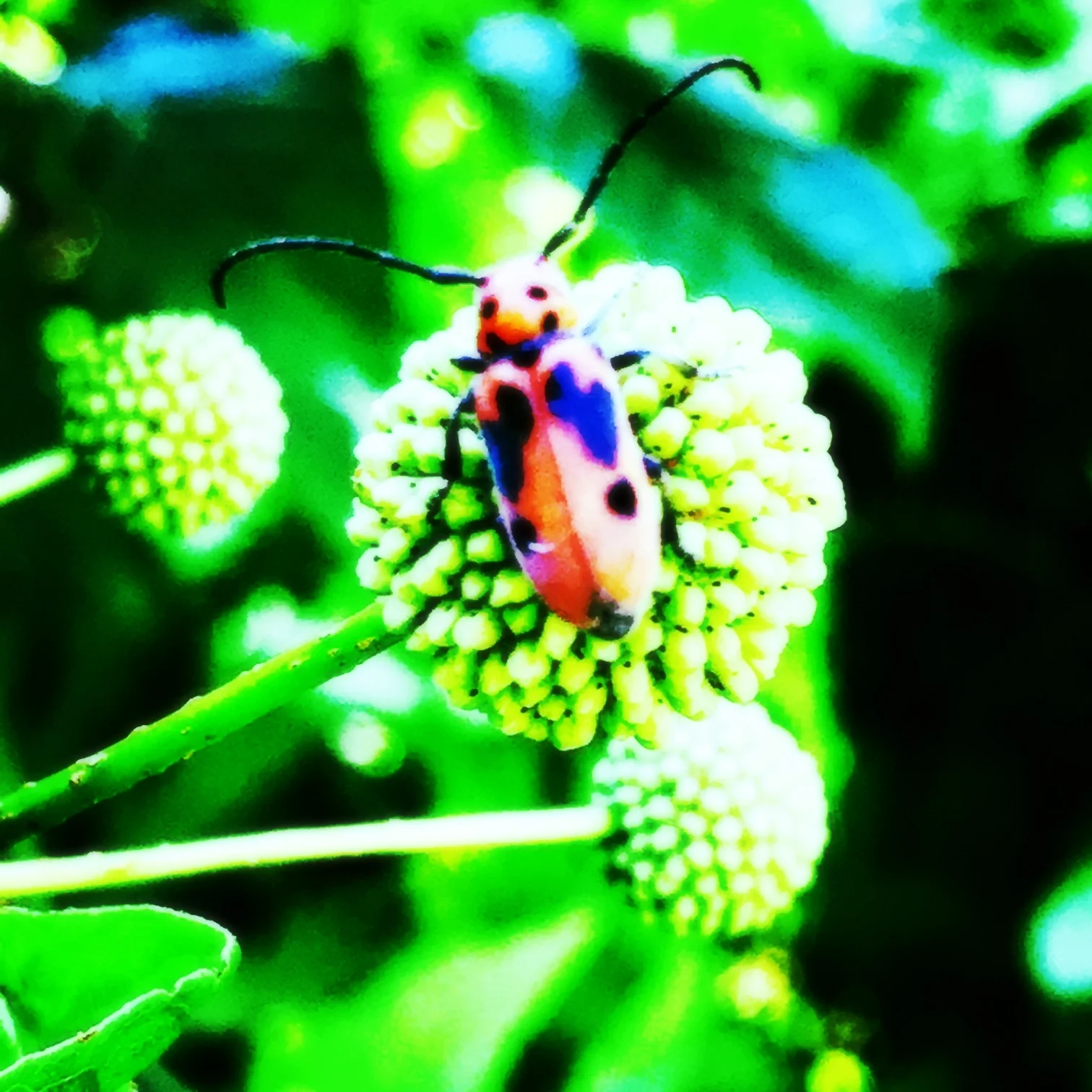 Bug on Button Bush, Cephalanthus occidentalis