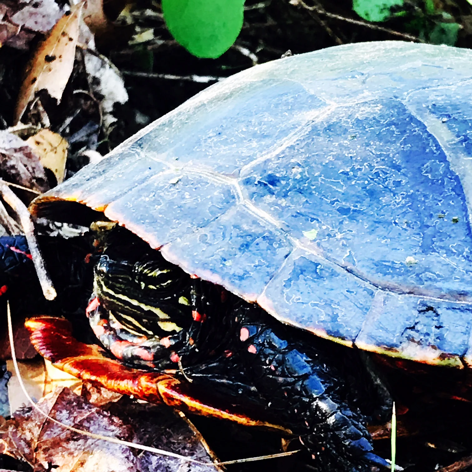 Trickster - Painted Turtle laying her eggs