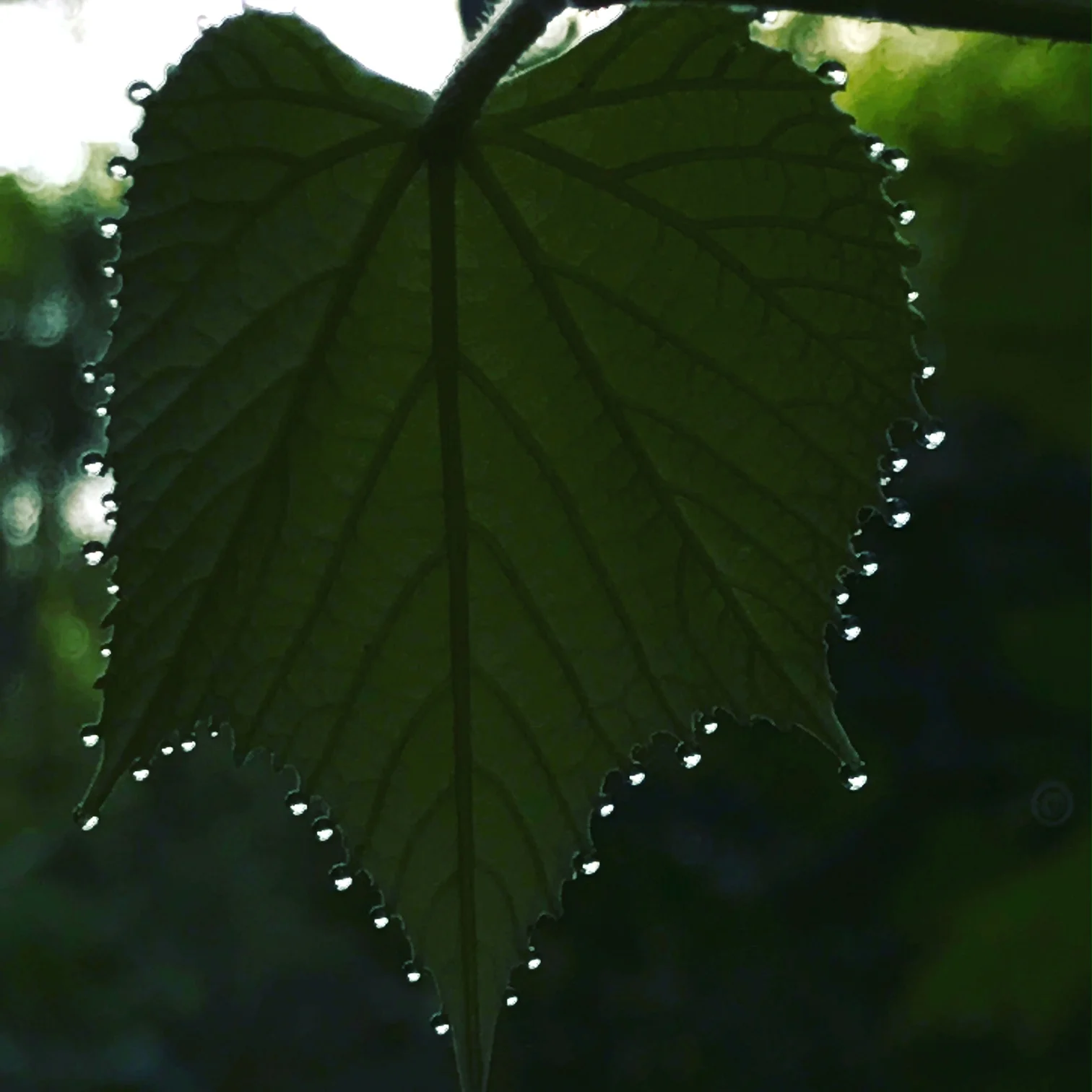 Grape Leaf