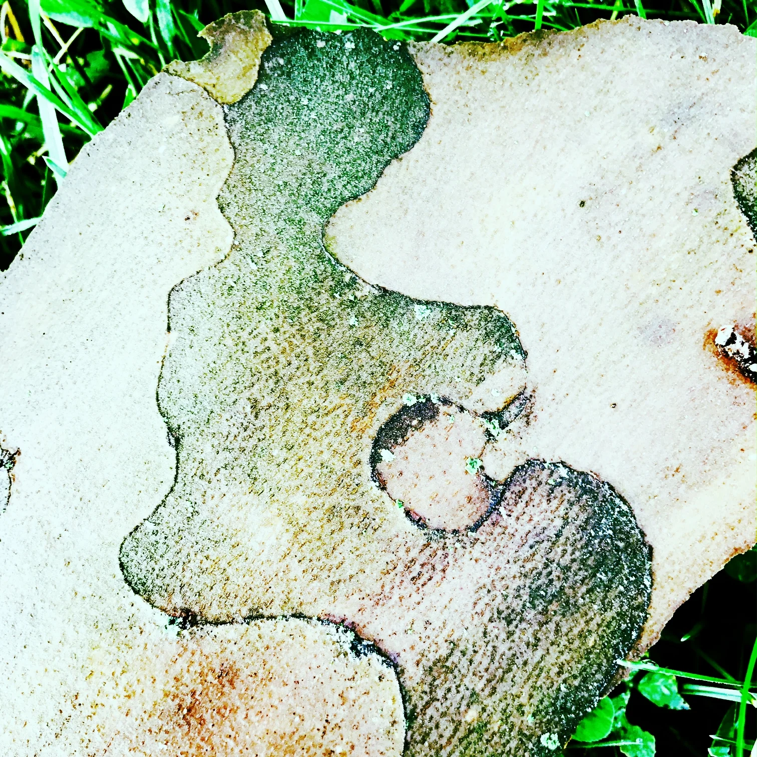 Woman in Tree Bark, (Image taken on Saturday, Cedar Creek Park)