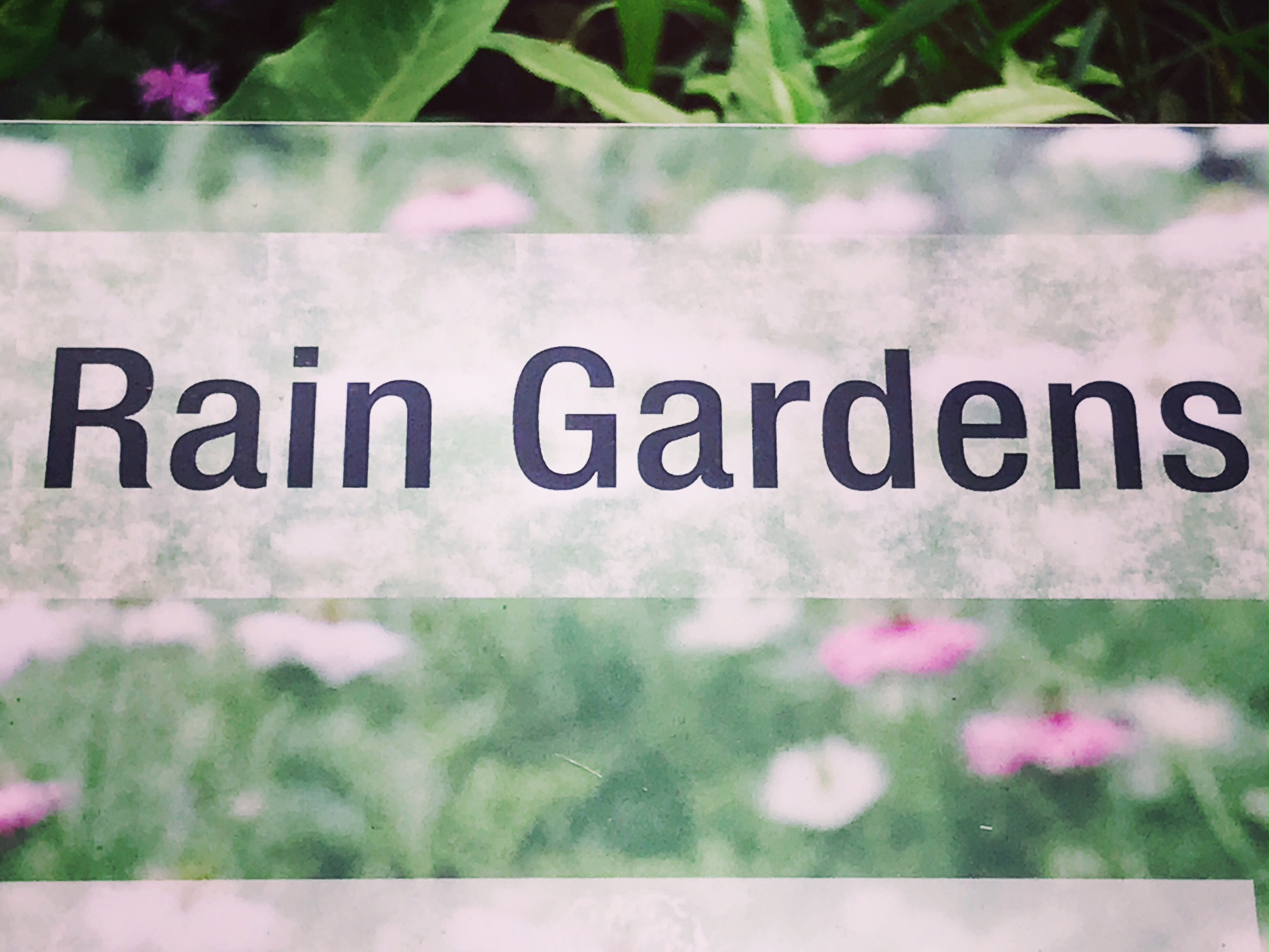 rain garden.JPG
