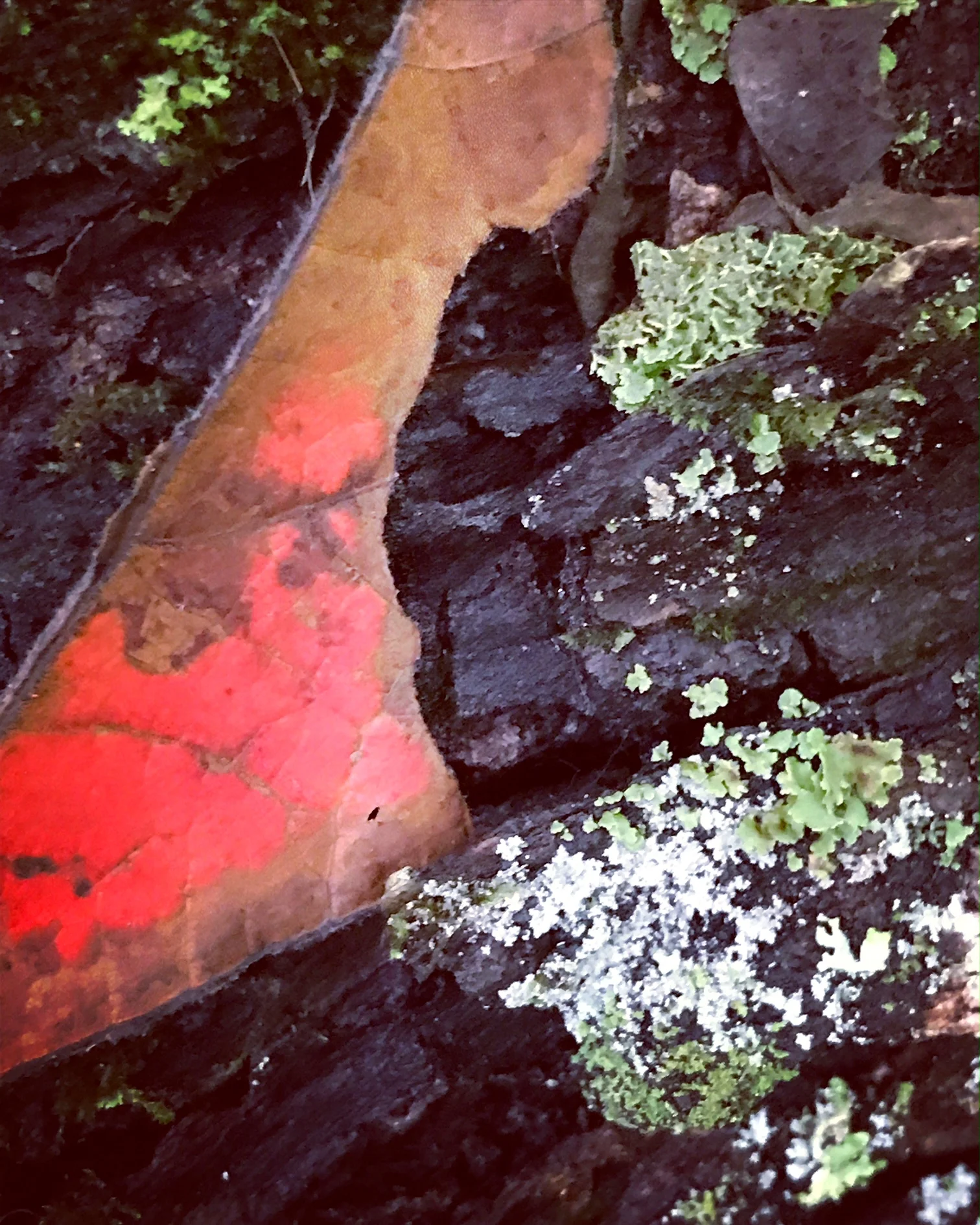 red bark.JPG