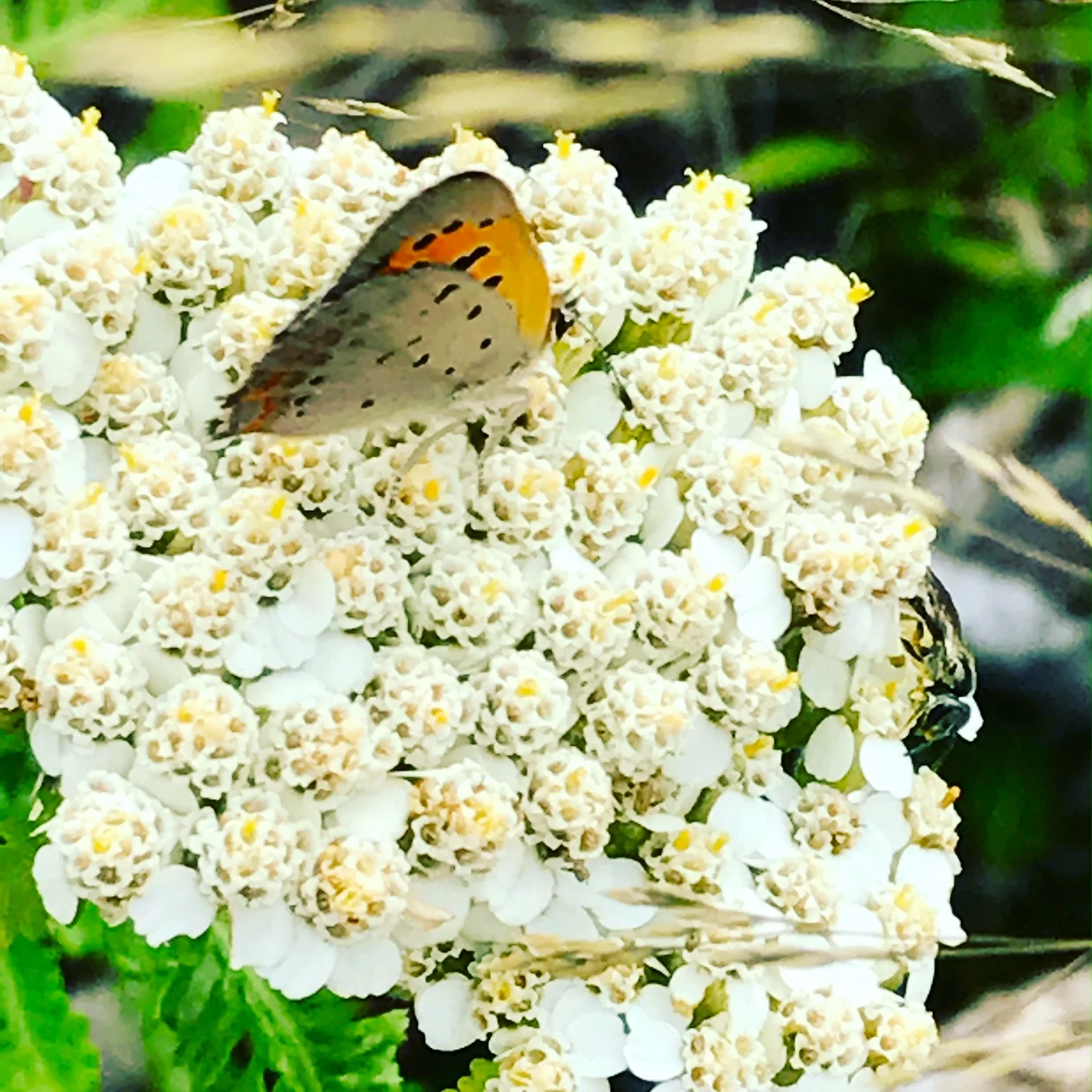 Butterfly on Yarrow, Menemsha Beach