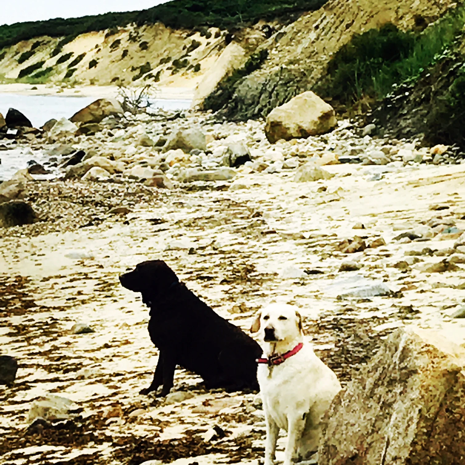dogs.JPG