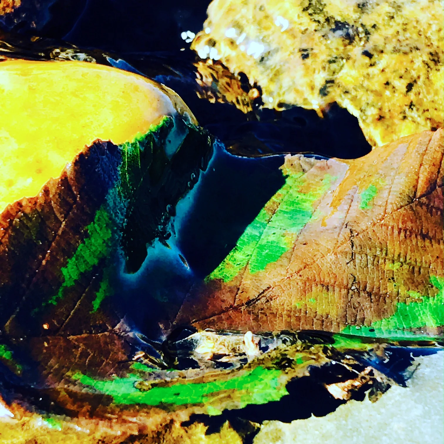 Leaf, Freshwater Brook, Menemsha