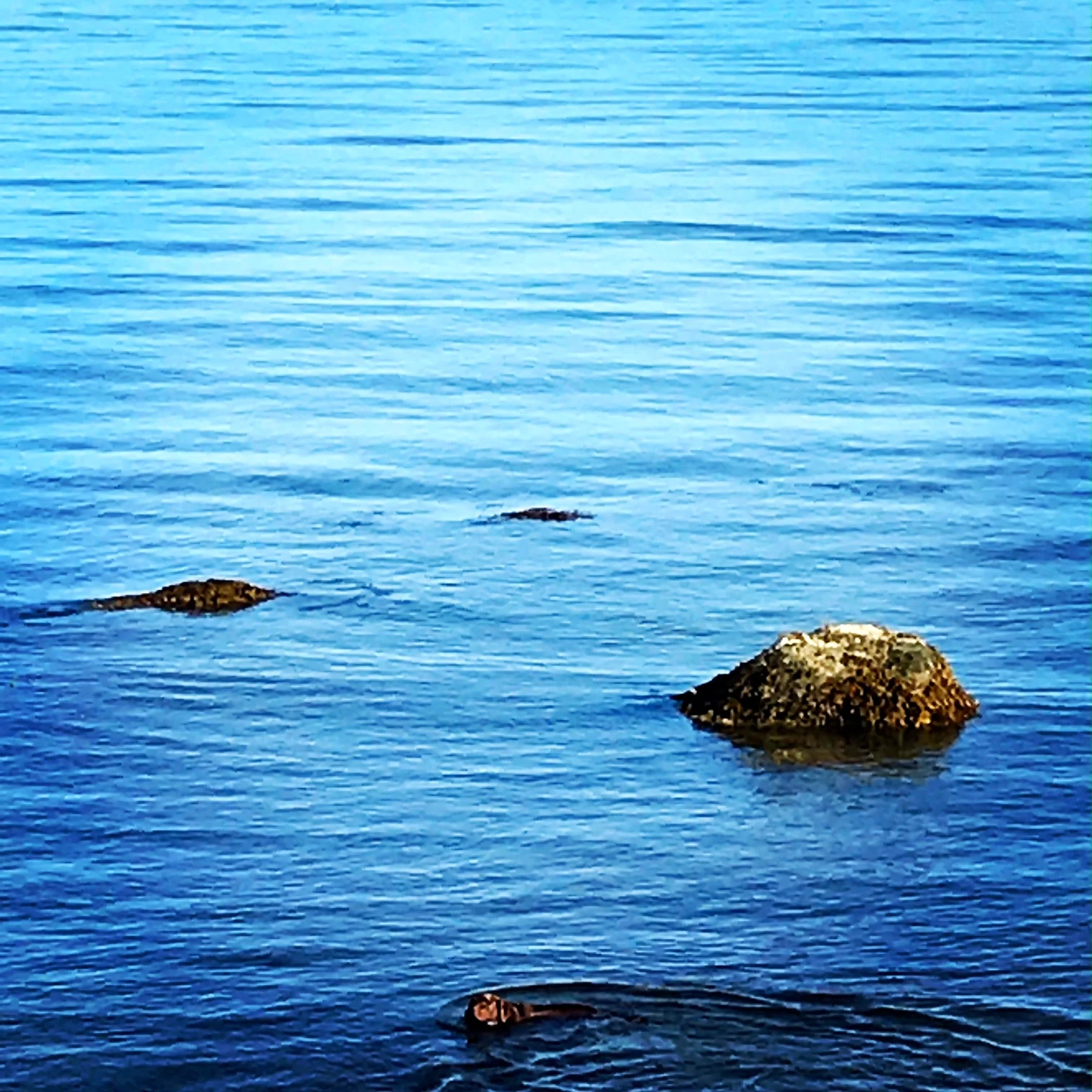 Charlie's Morning Swim