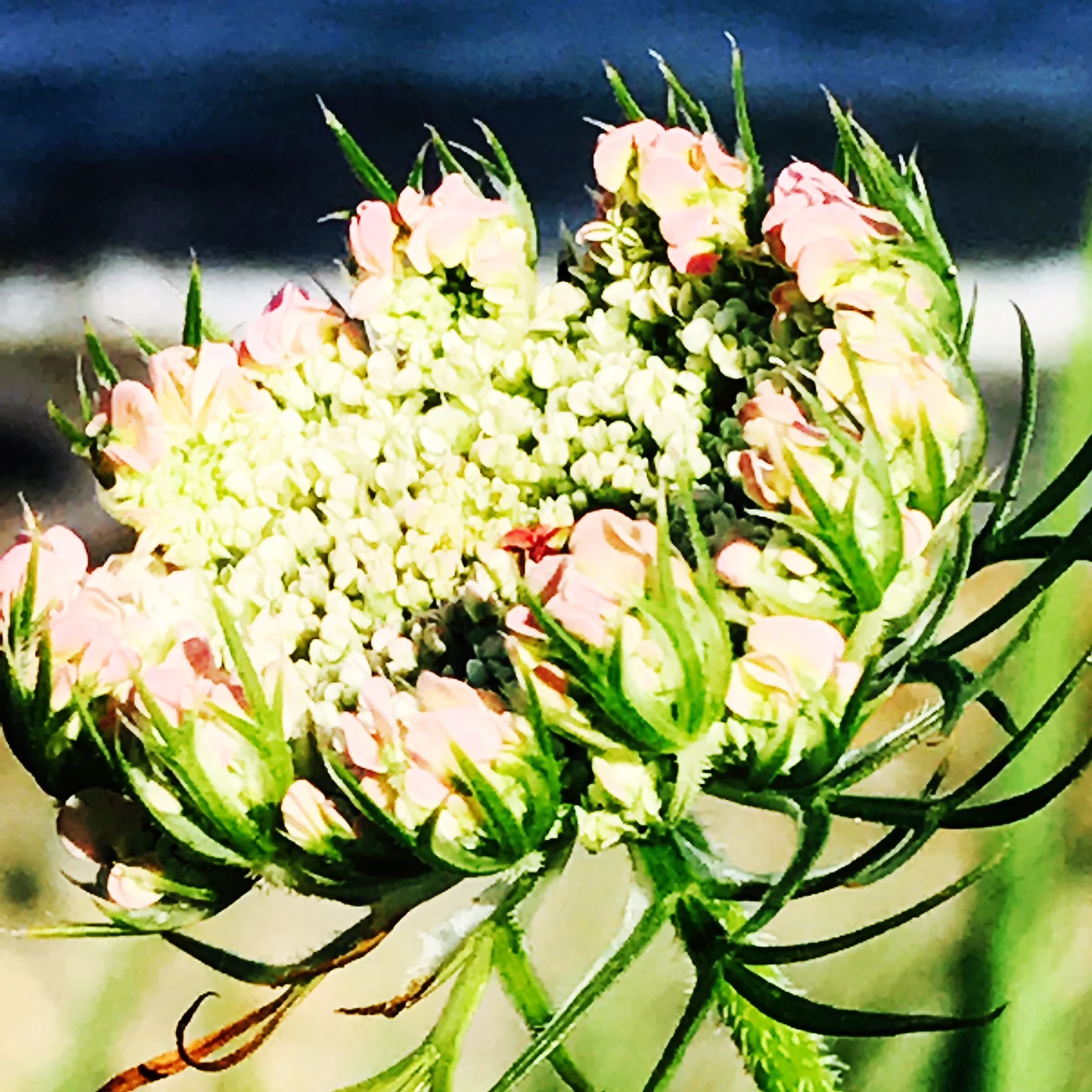 queen annes lace.JPG