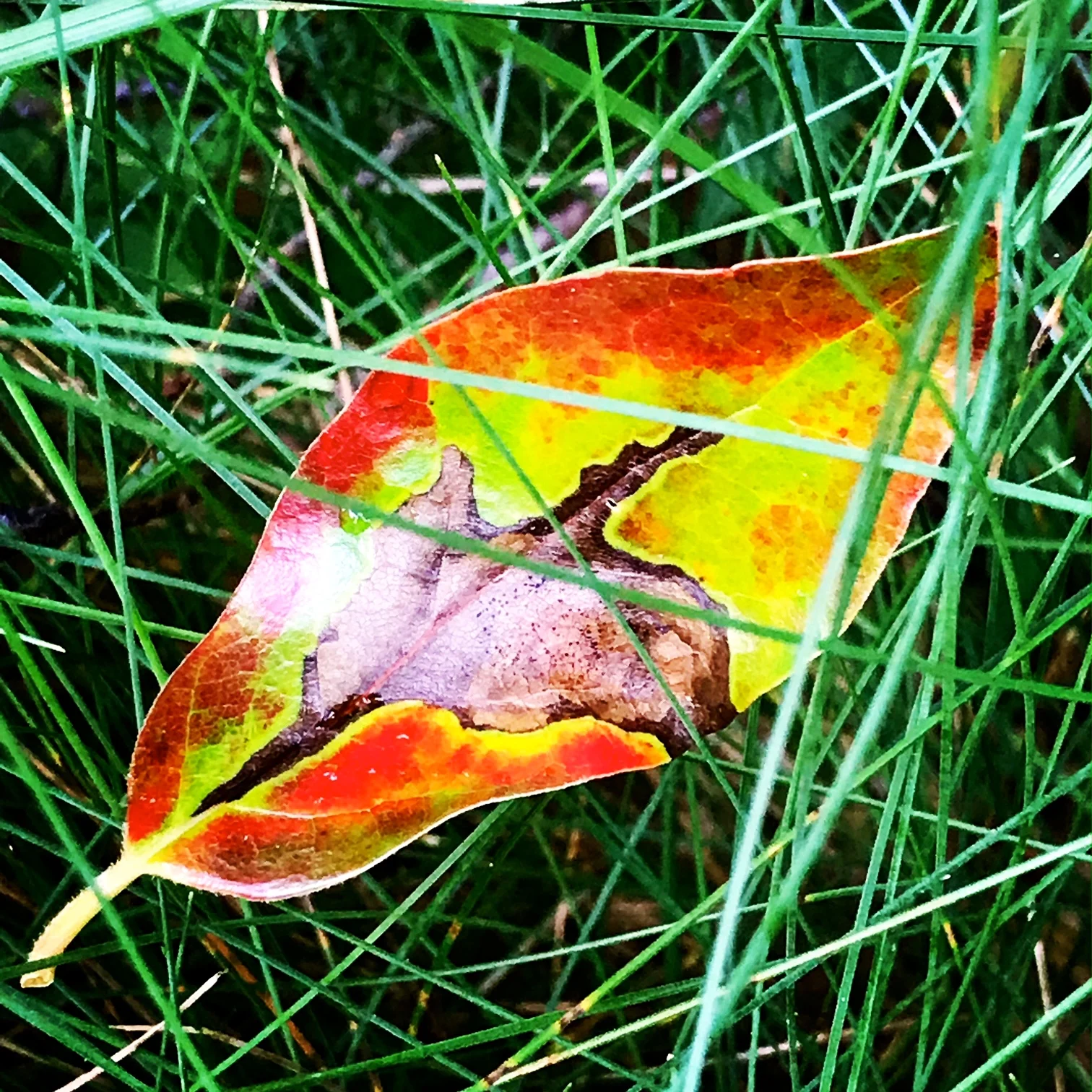 Leaf