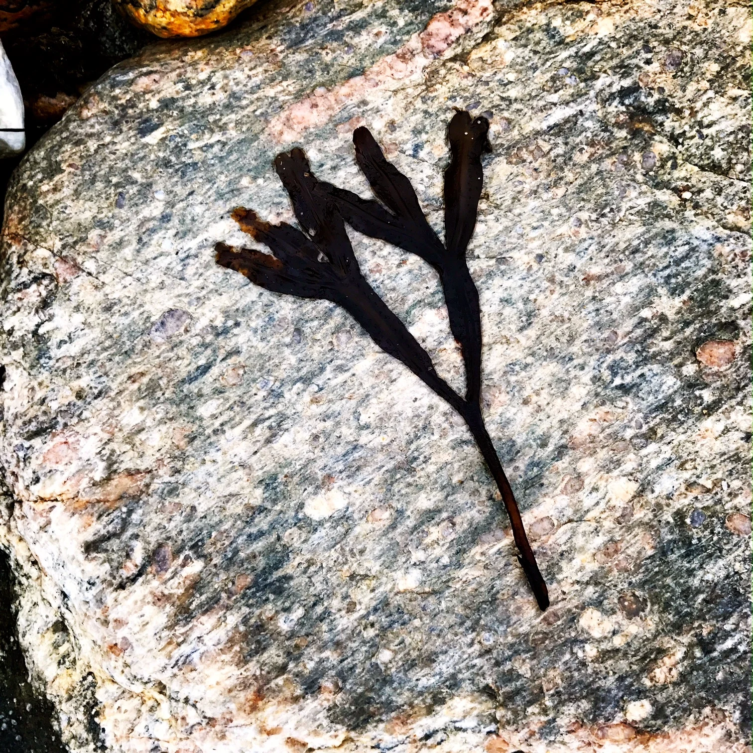 Seaweed