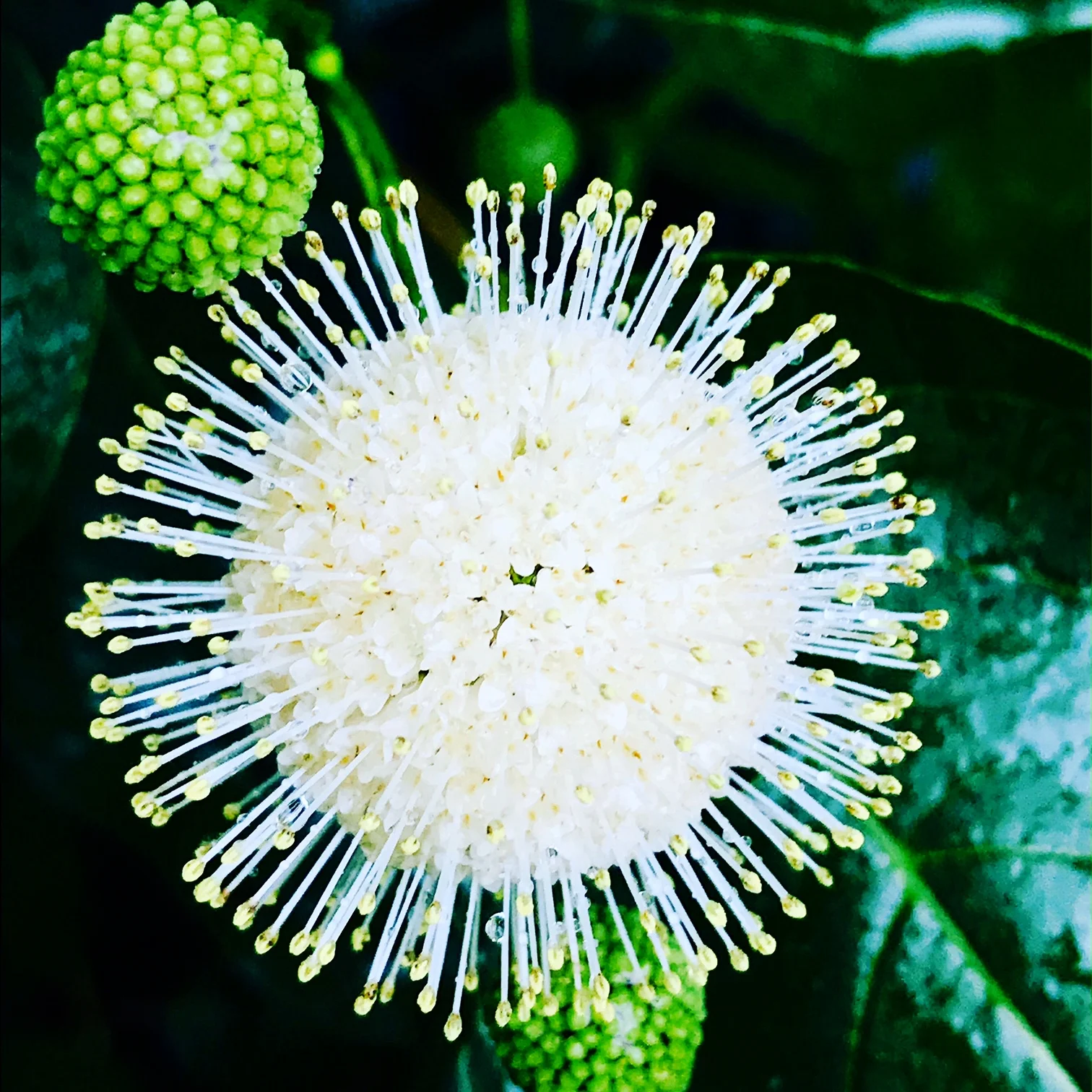 Cephalanthus occidentalis