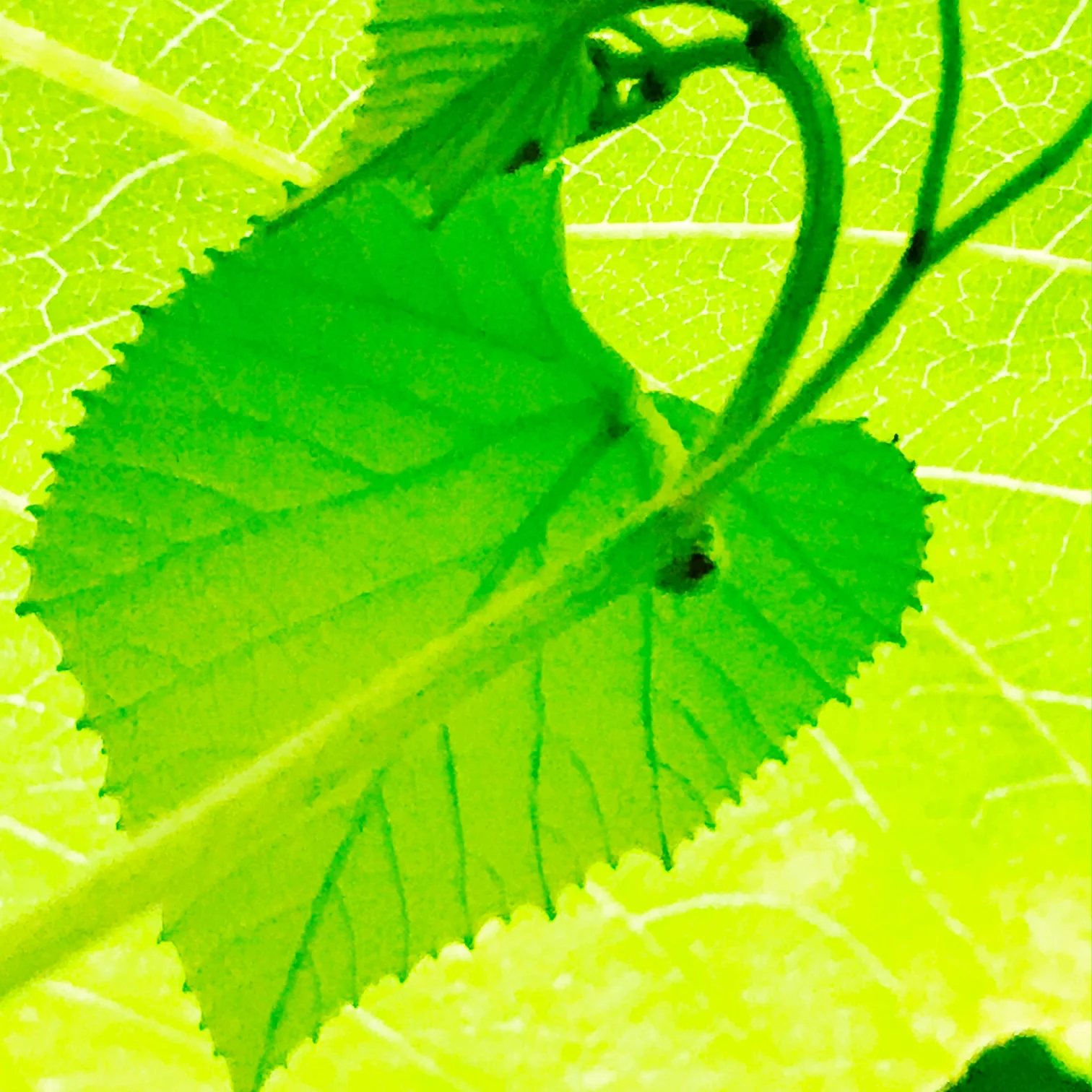 Grape Leaves