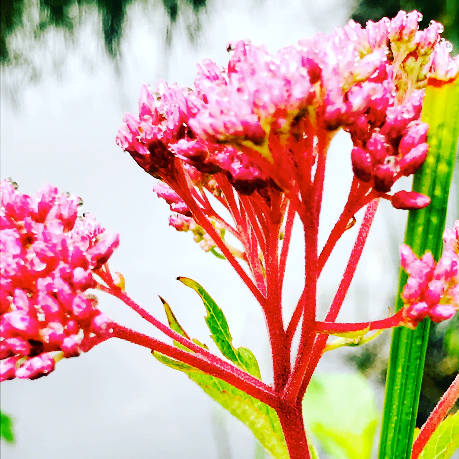 Swamp Milkweed