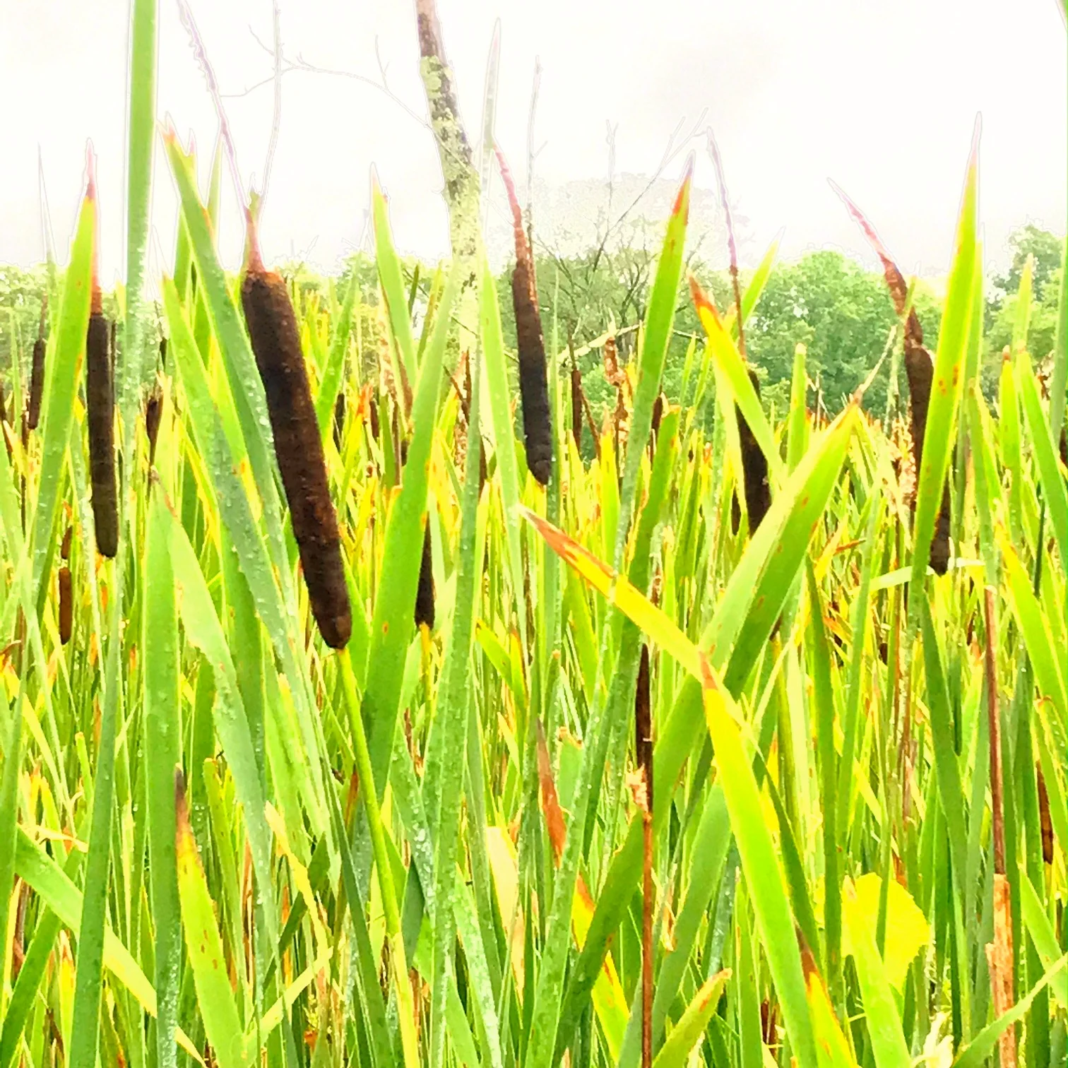cattails.JPG