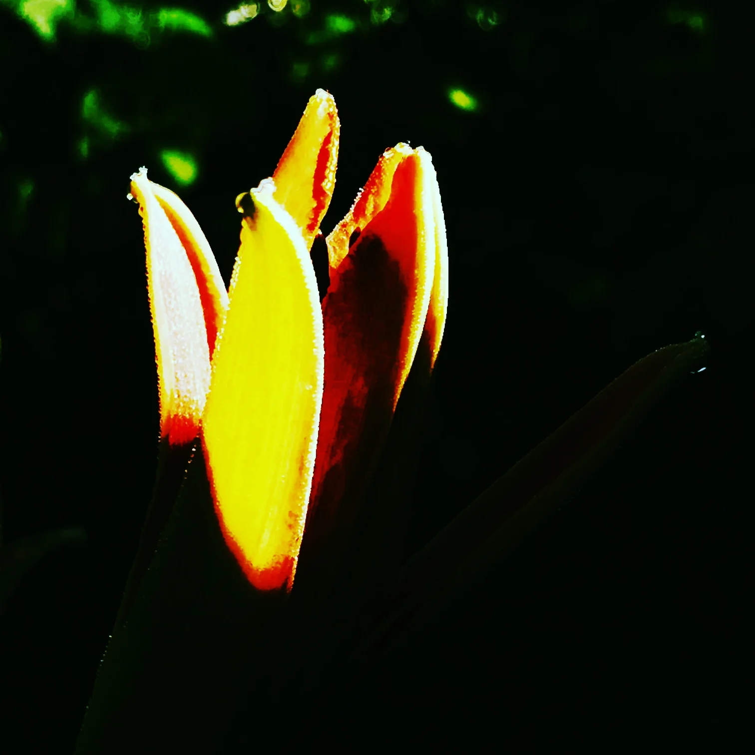 Wild Tiger Lily in the Morning Meadow