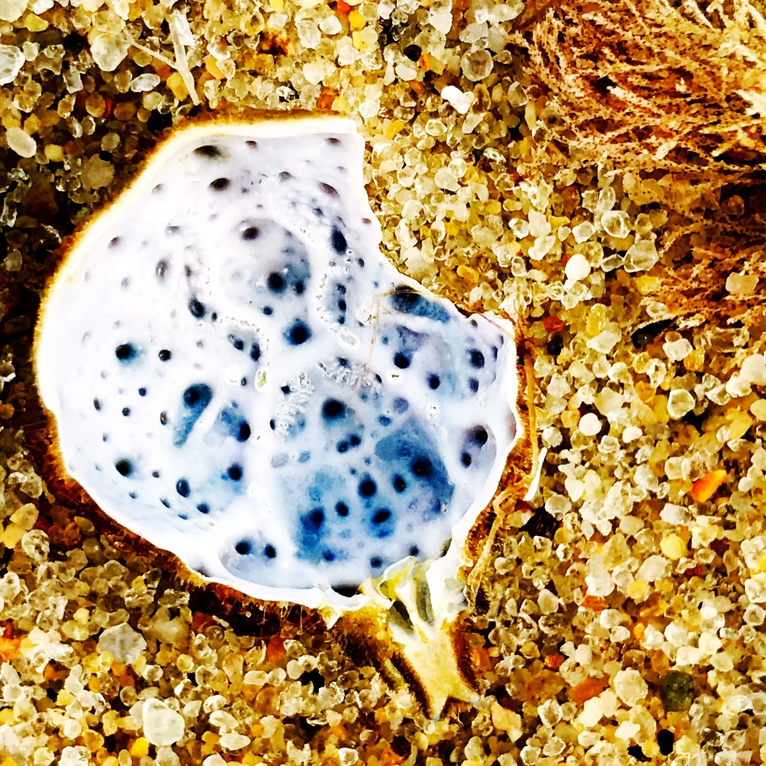 Woman in Seashell