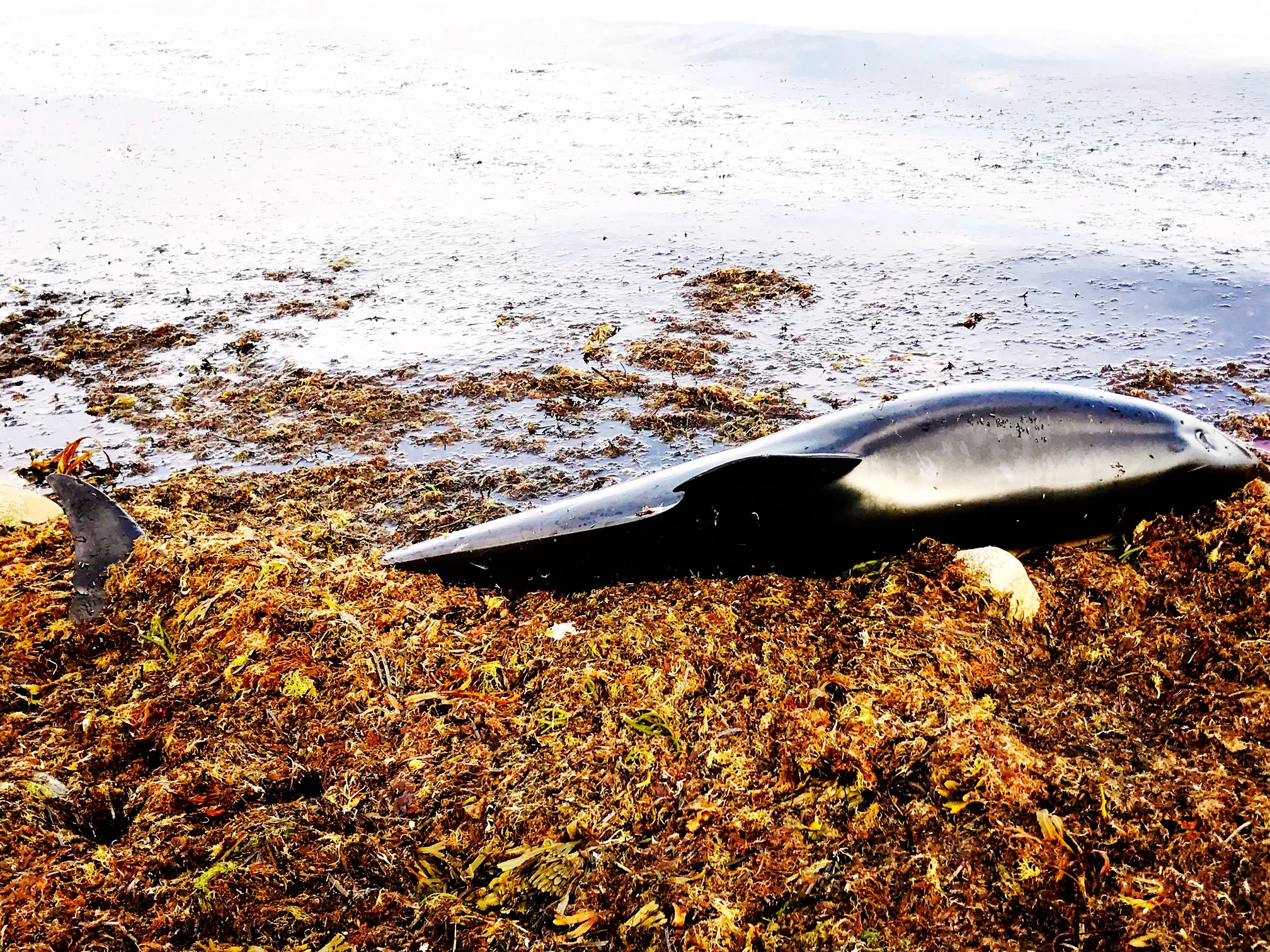 Atlantic White-Sided Dolphin, Great Rock Bight, Martha's Vineyard Morning
