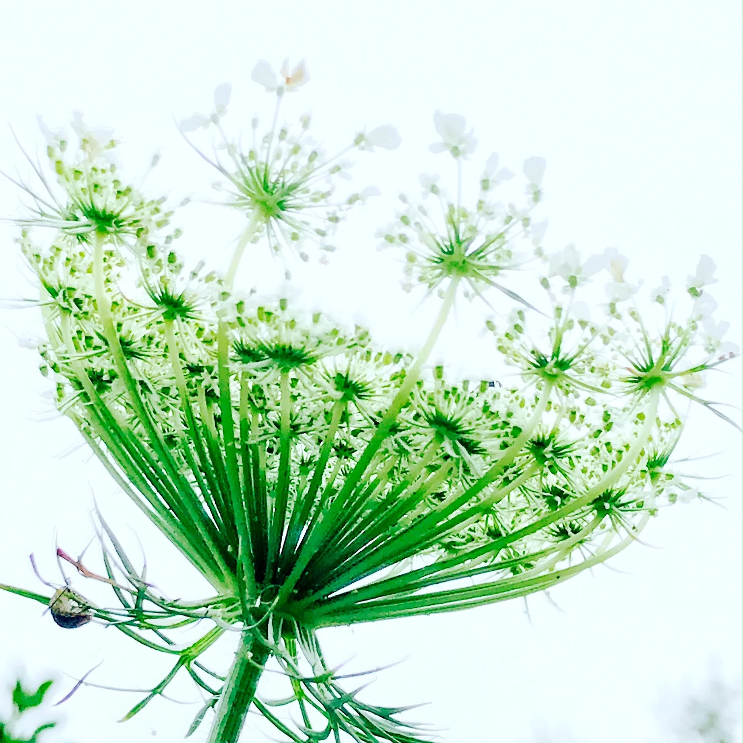 Queen Anne's Lace, Early Morning, Great Rock Bight, Vineyard Sound