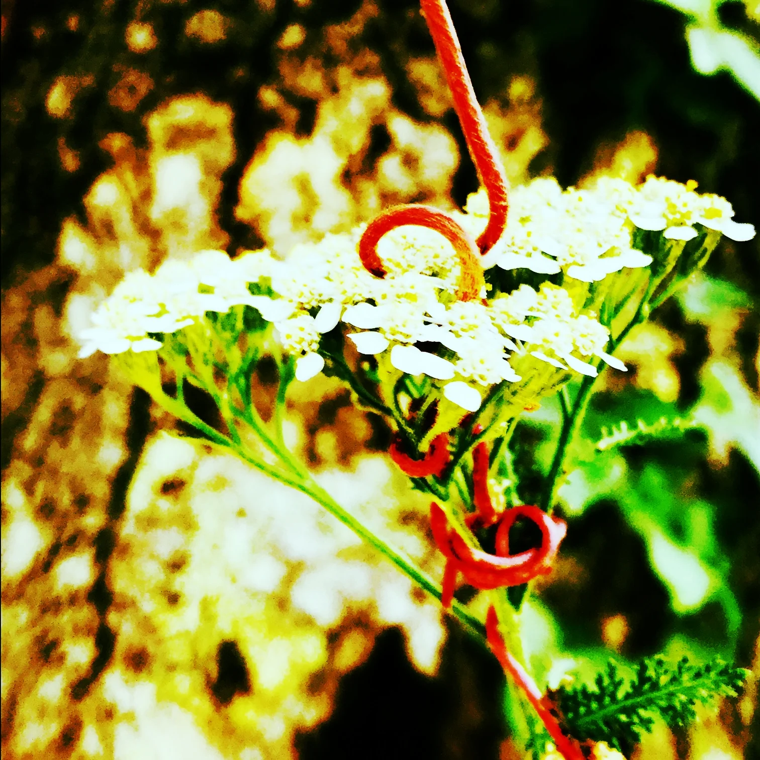 Wildflower Entwined