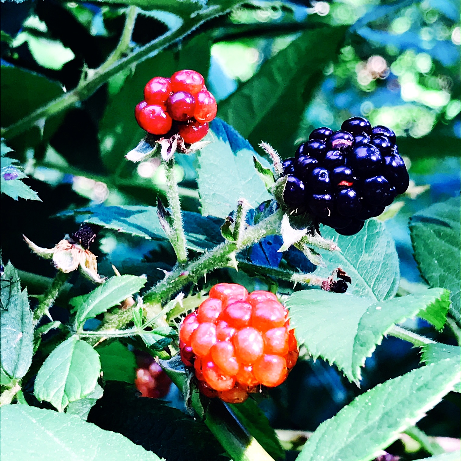 berries.JPG