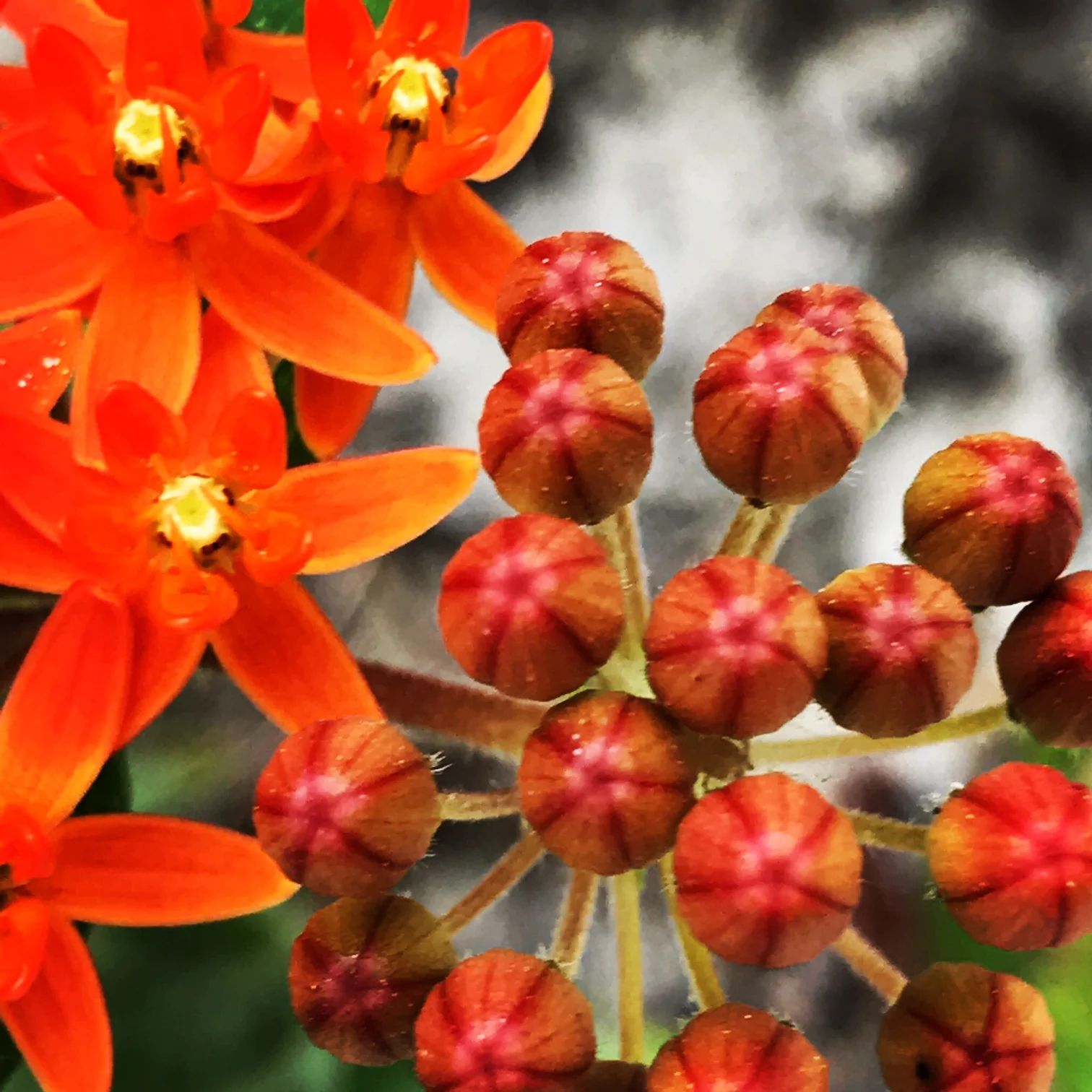 Asclepias tuberosa; Butterfly Weed