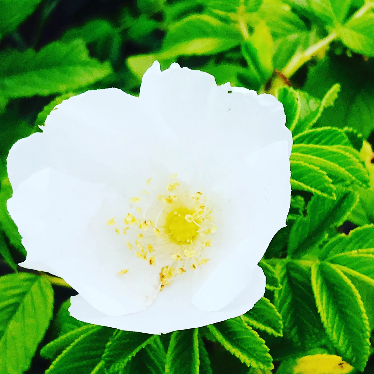 Beach Rose