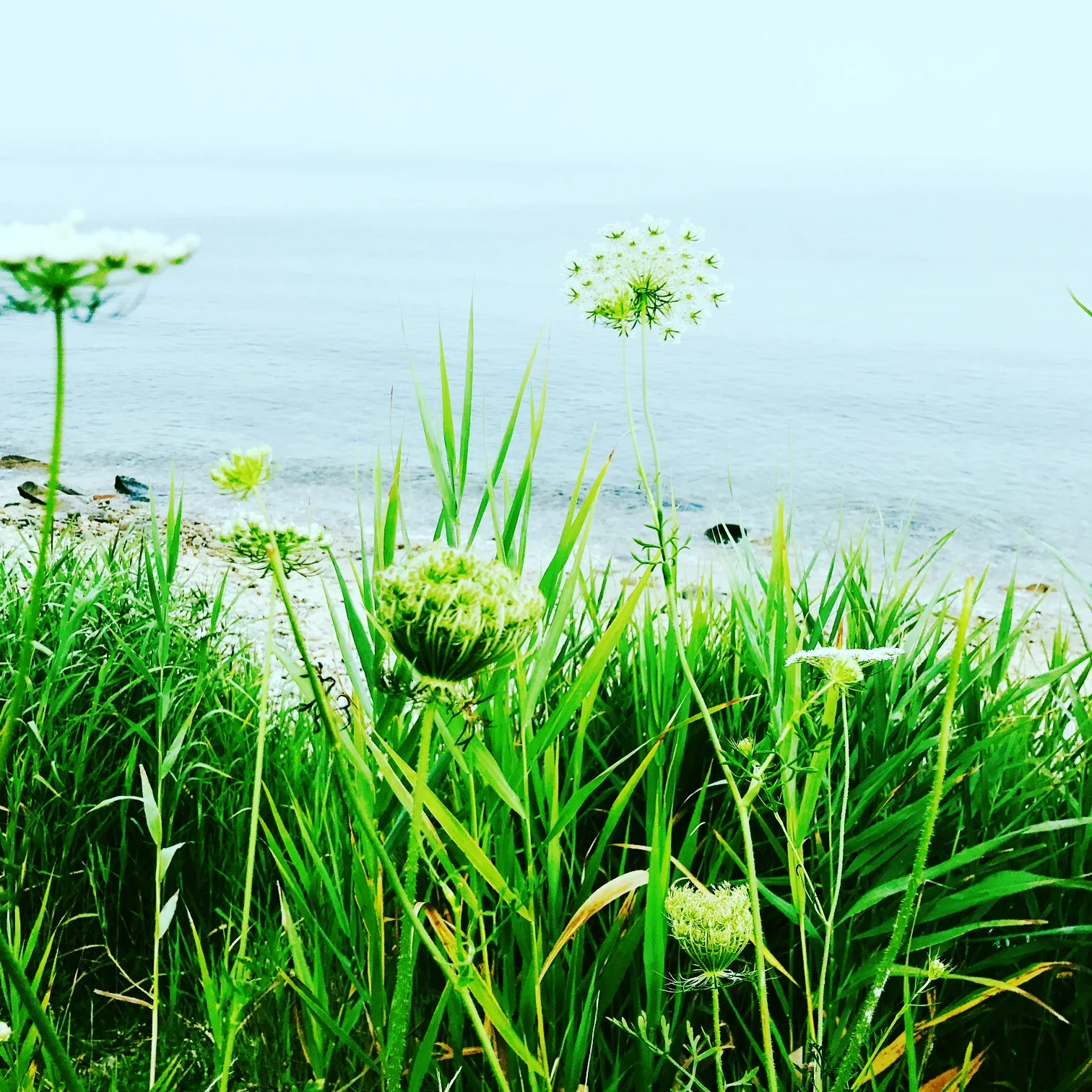 Menemsha Morning