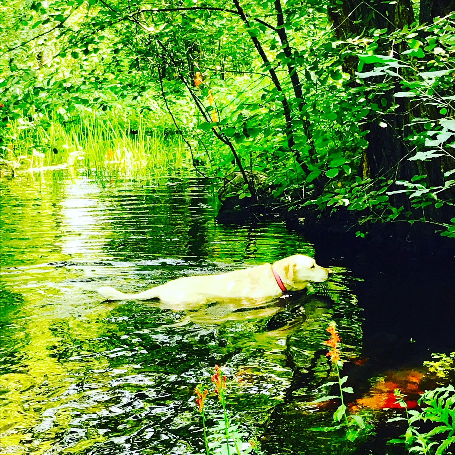 Suzi swimming in the brook