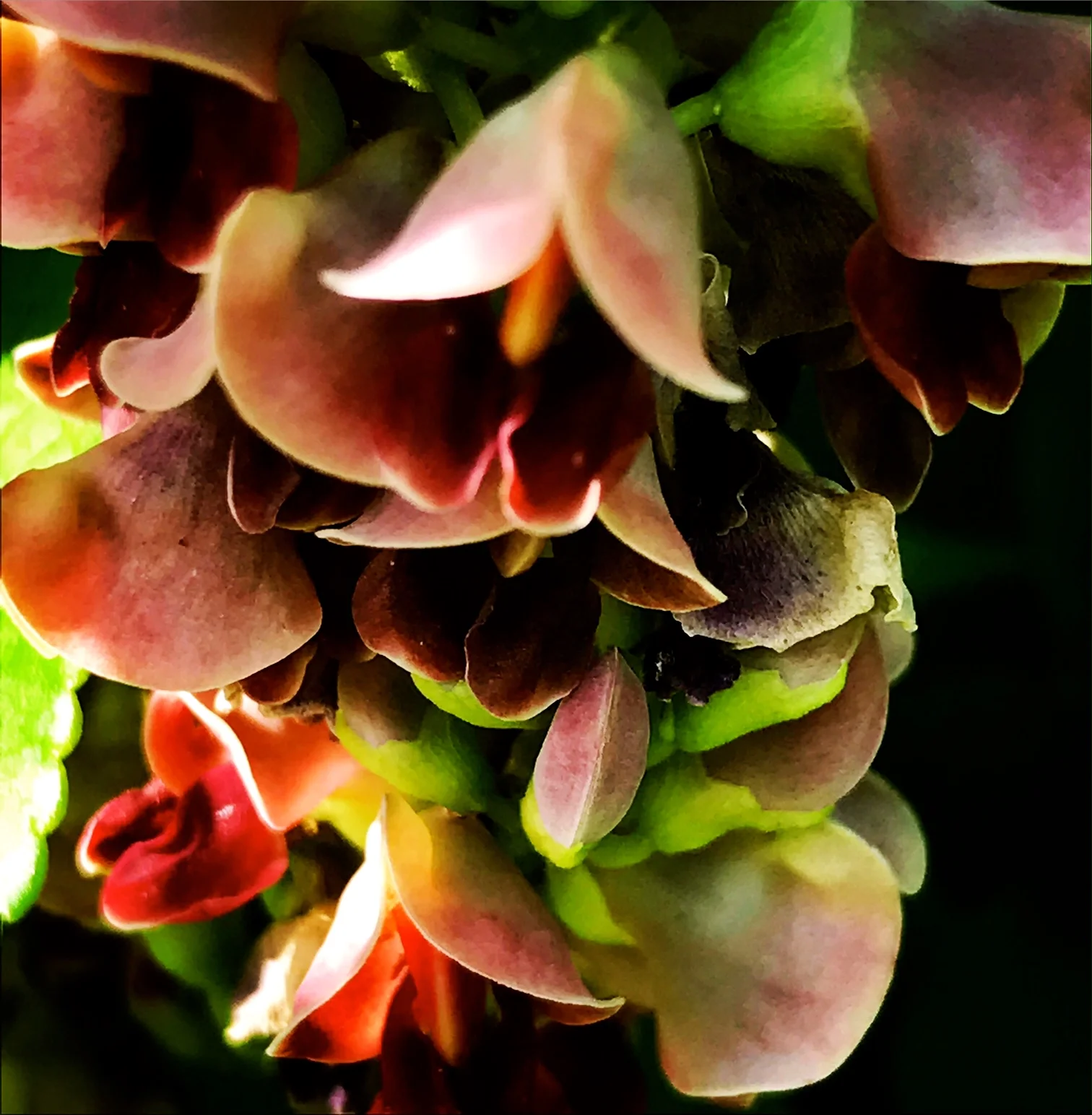 Ground Nut (Apios americana)