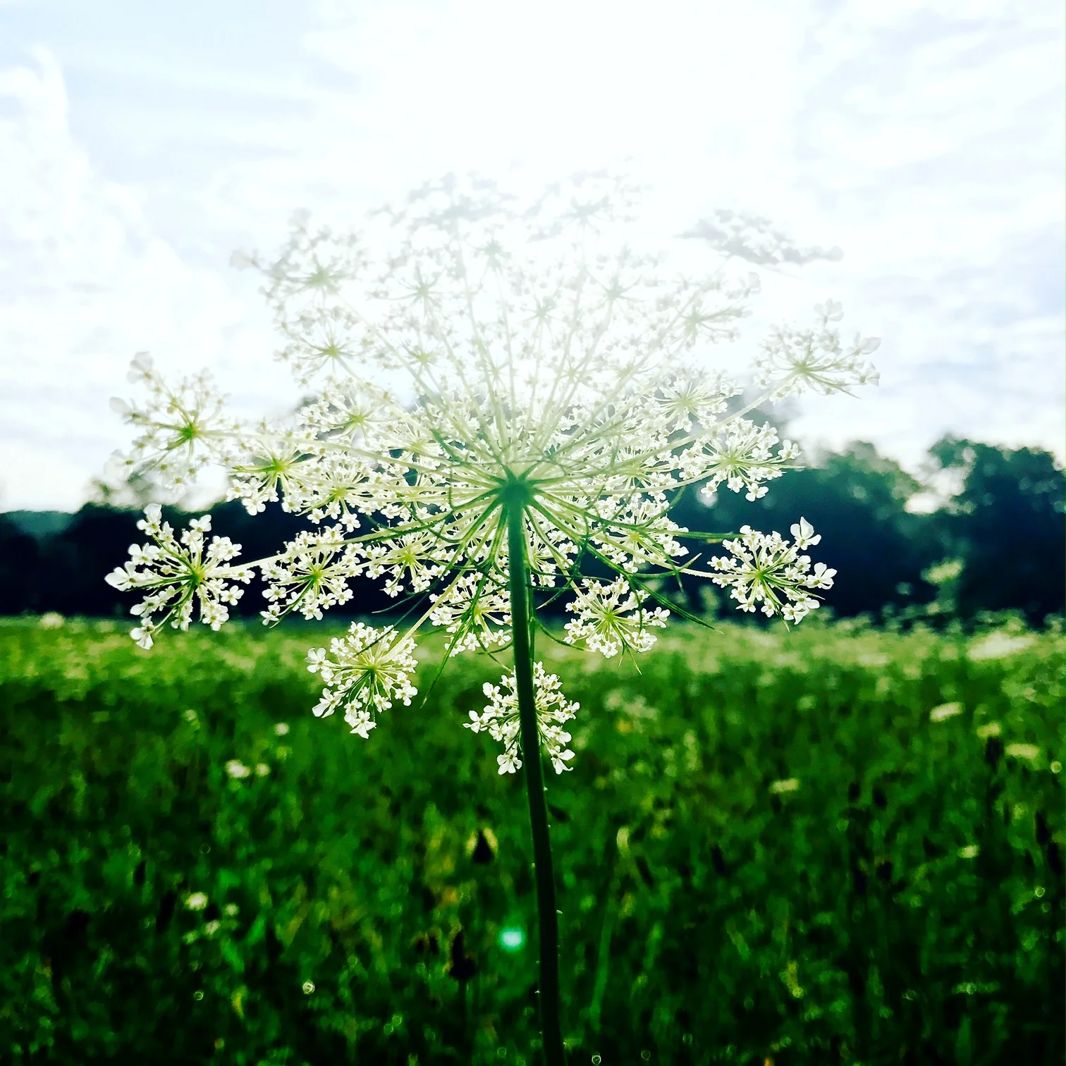 Queen Anne's Lace