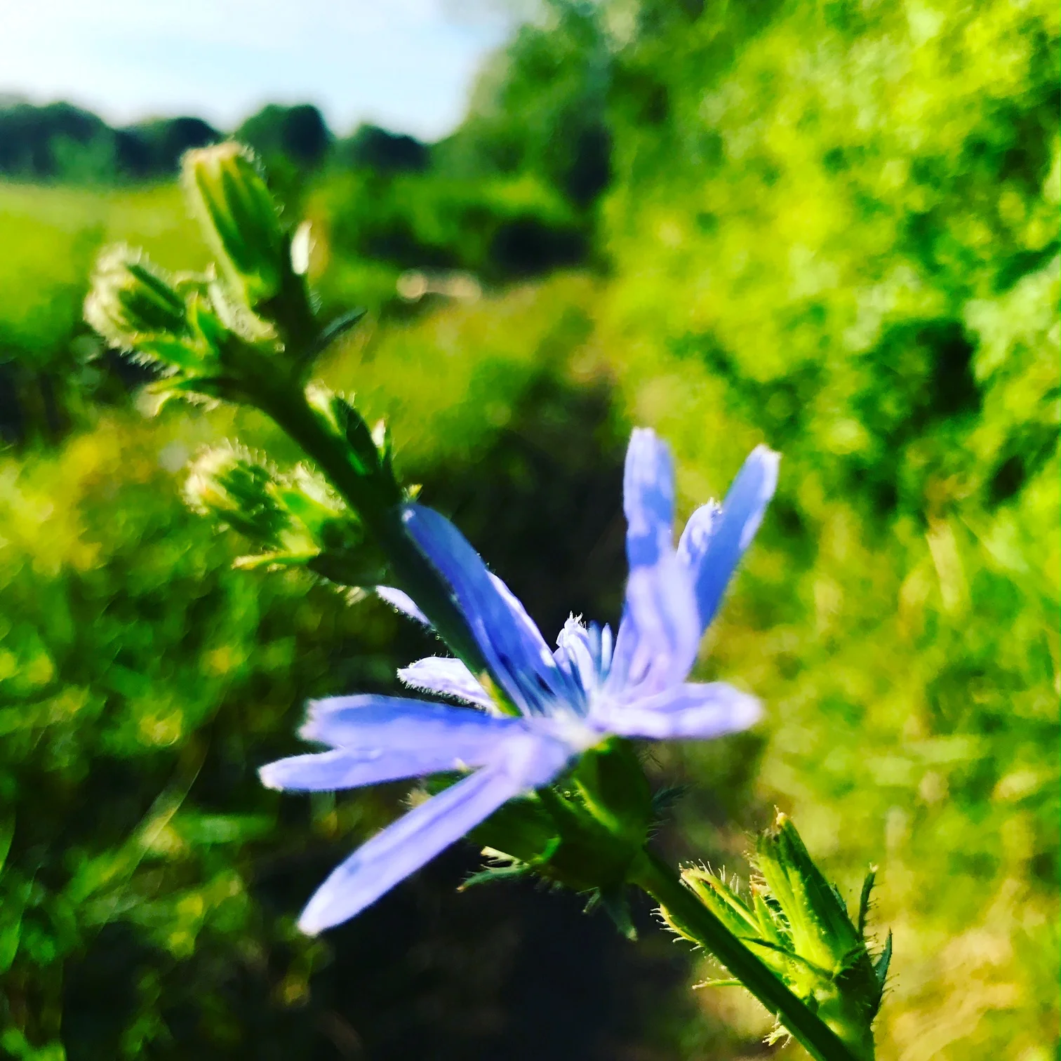 Chicory