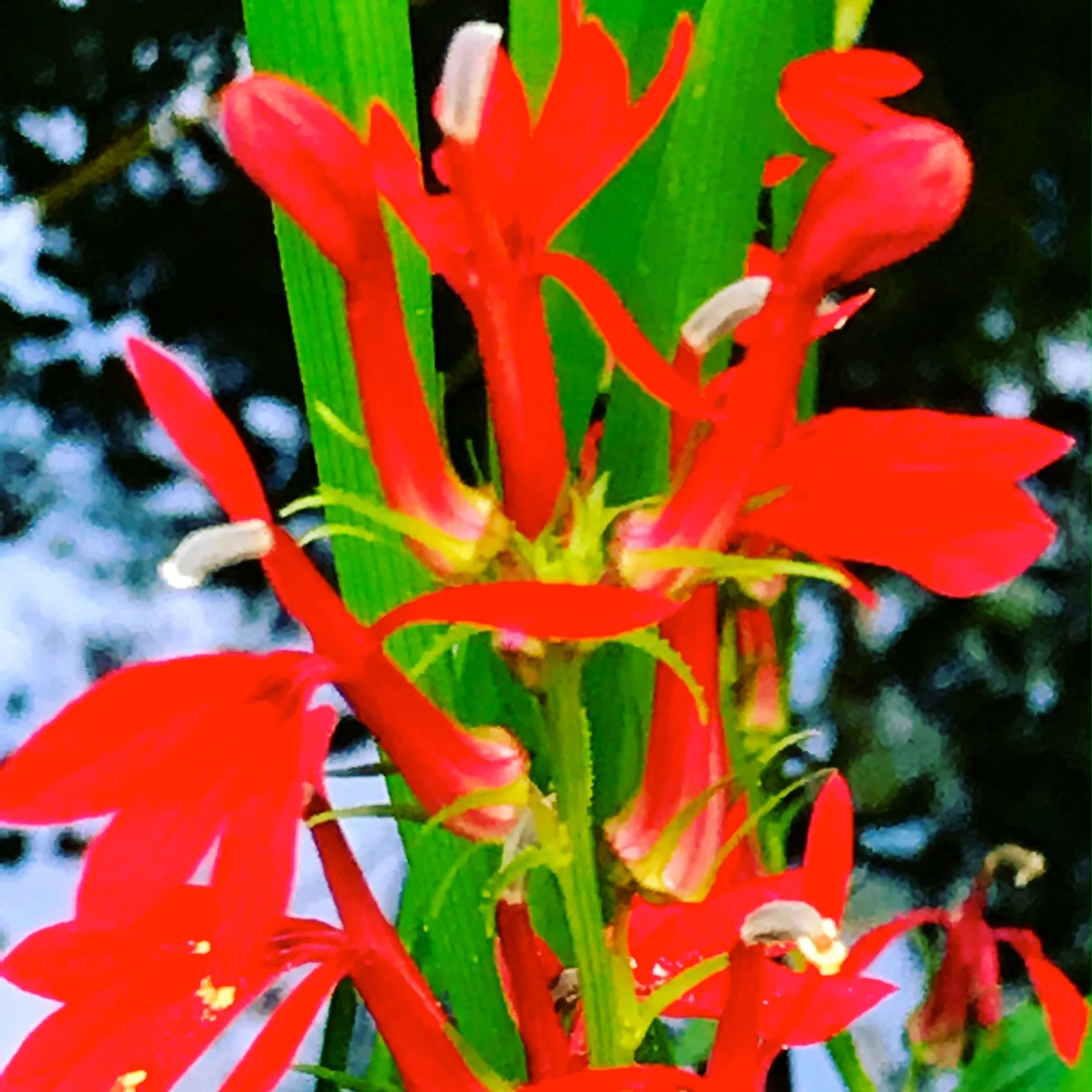 Cardinal Flower