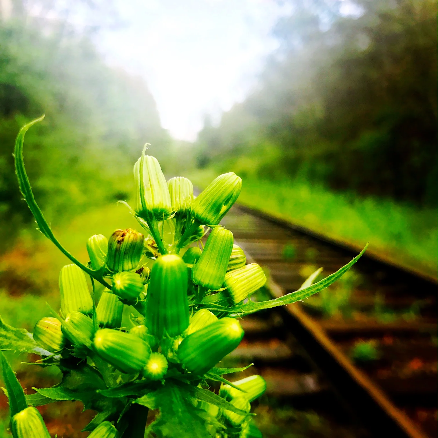 Evening Primrose on the Railroad Tracks