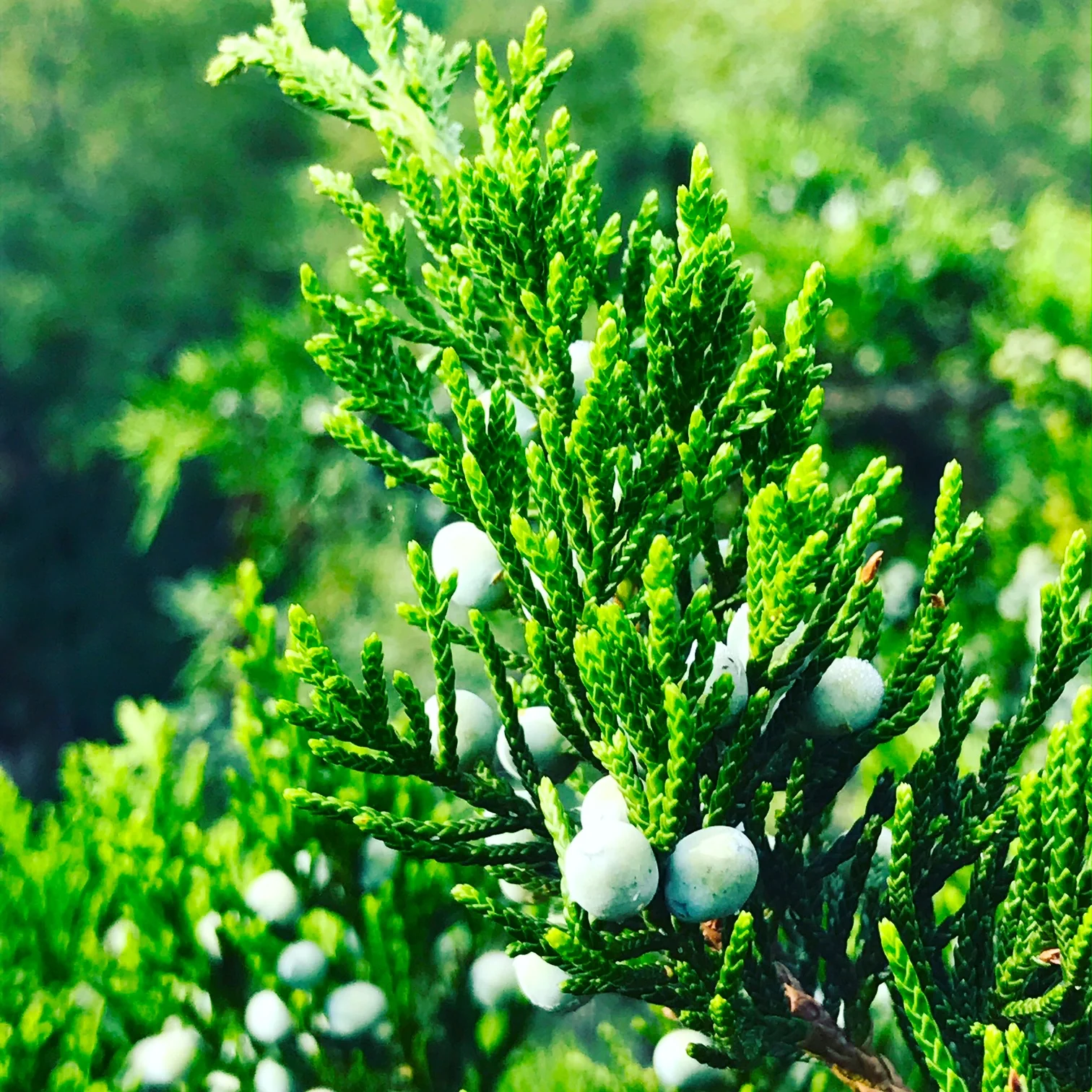 Juniper Berries, King Philip's Overlook