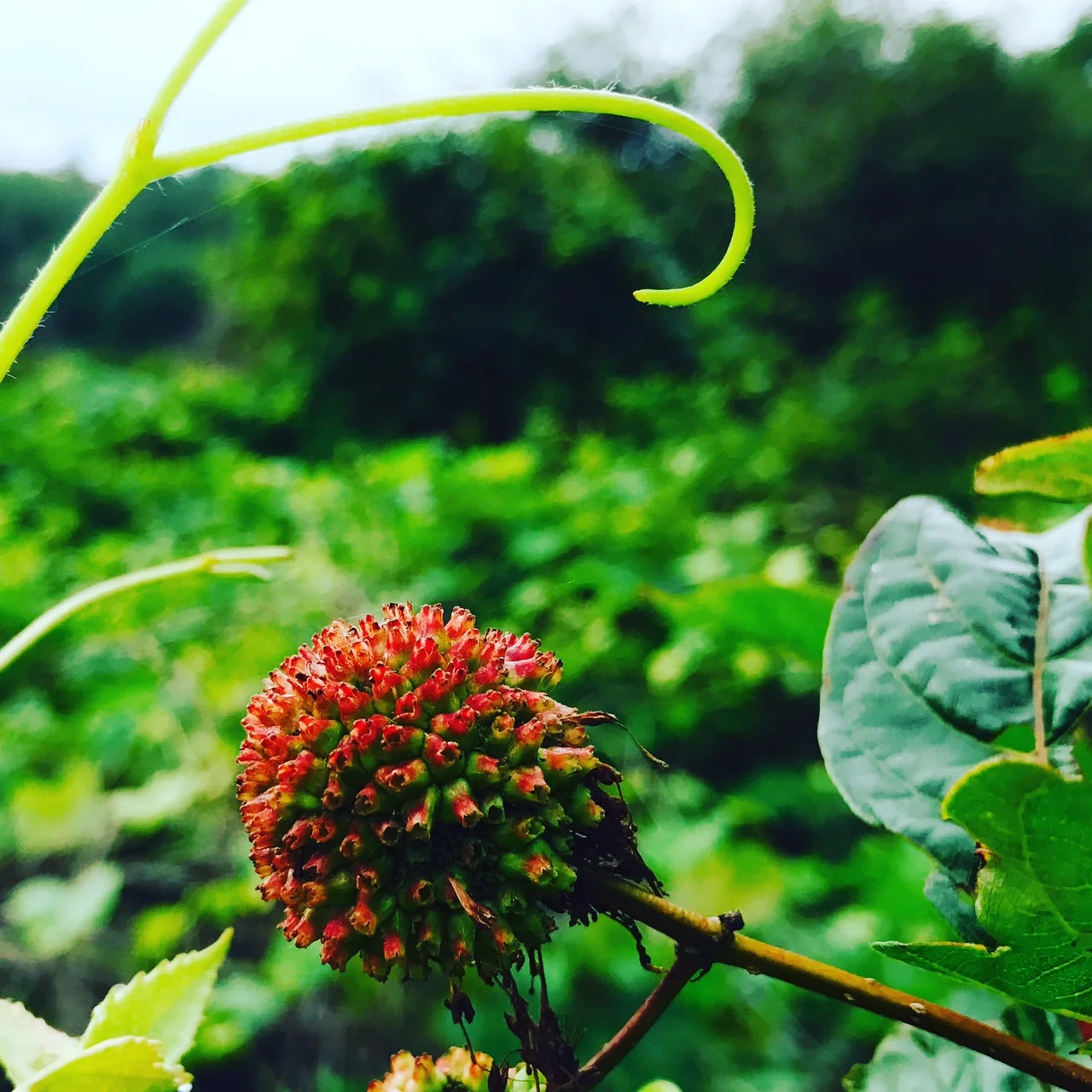 Buttonbush by The Charles