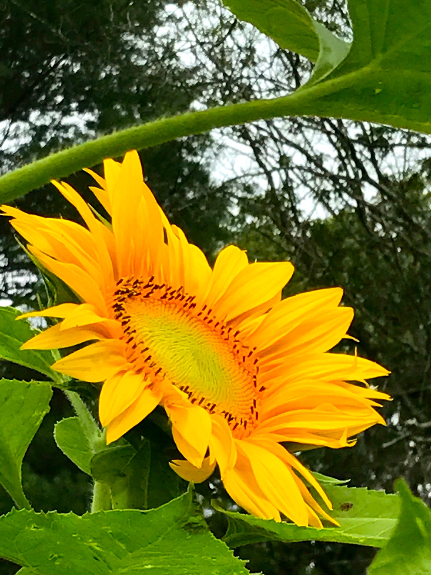 perris sunflower.jpg