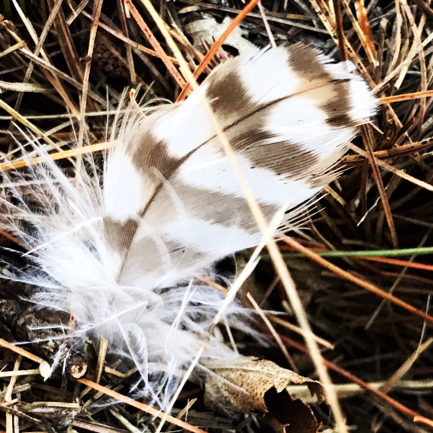 Owl Feather, By The Charles River
