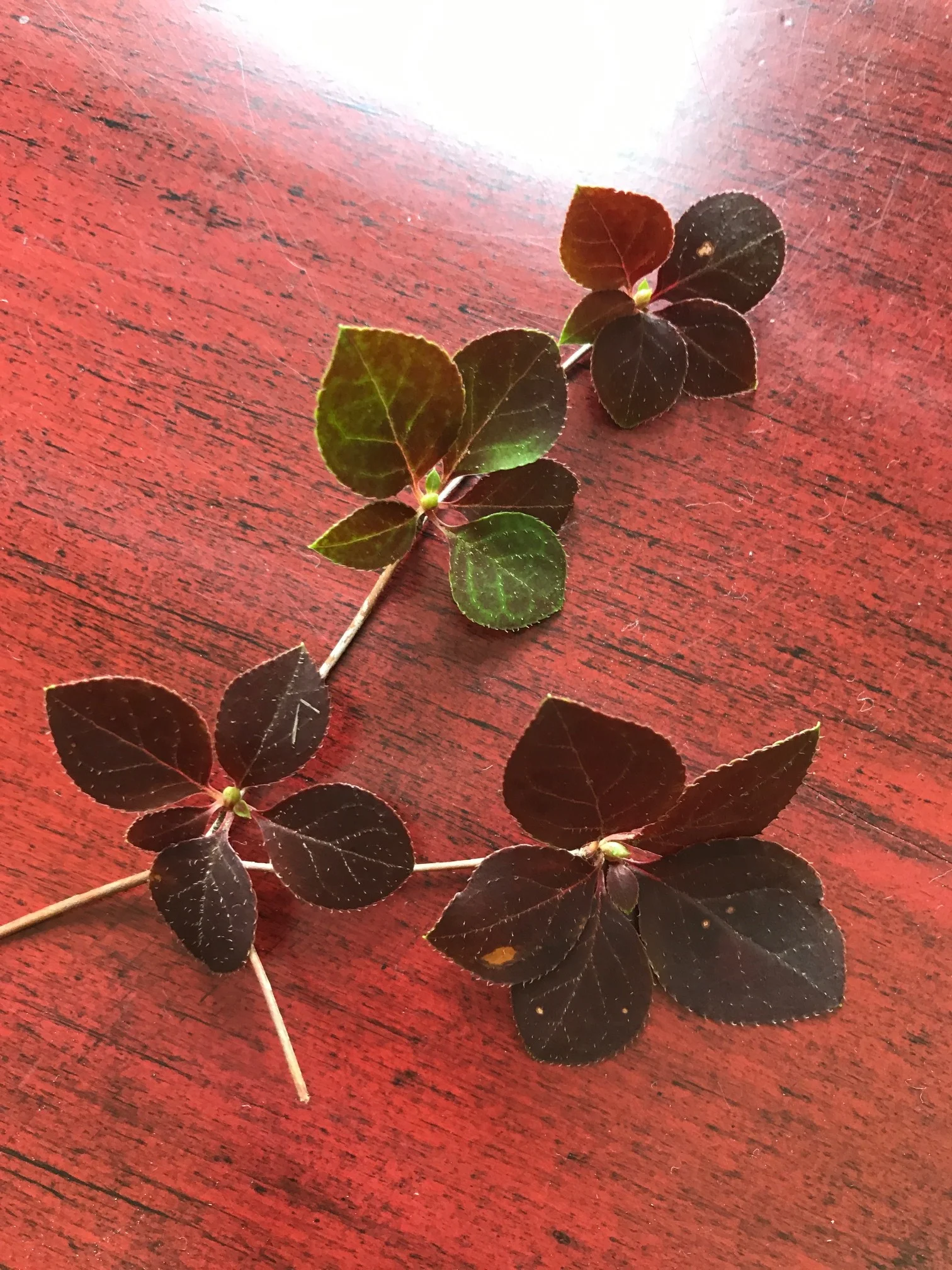Branch sample of my mystery tree sapling collected today