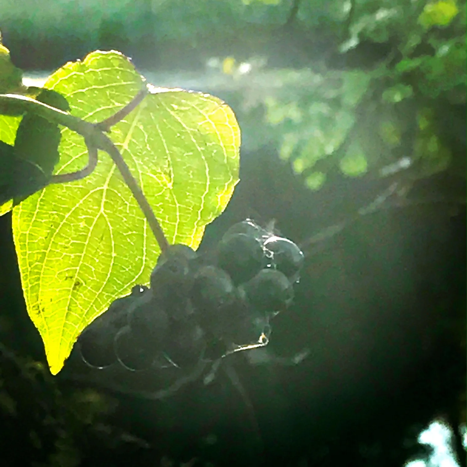 dogwood.JPG