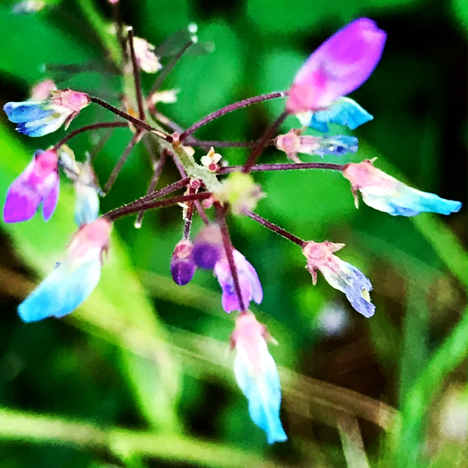 flower 2.JPG