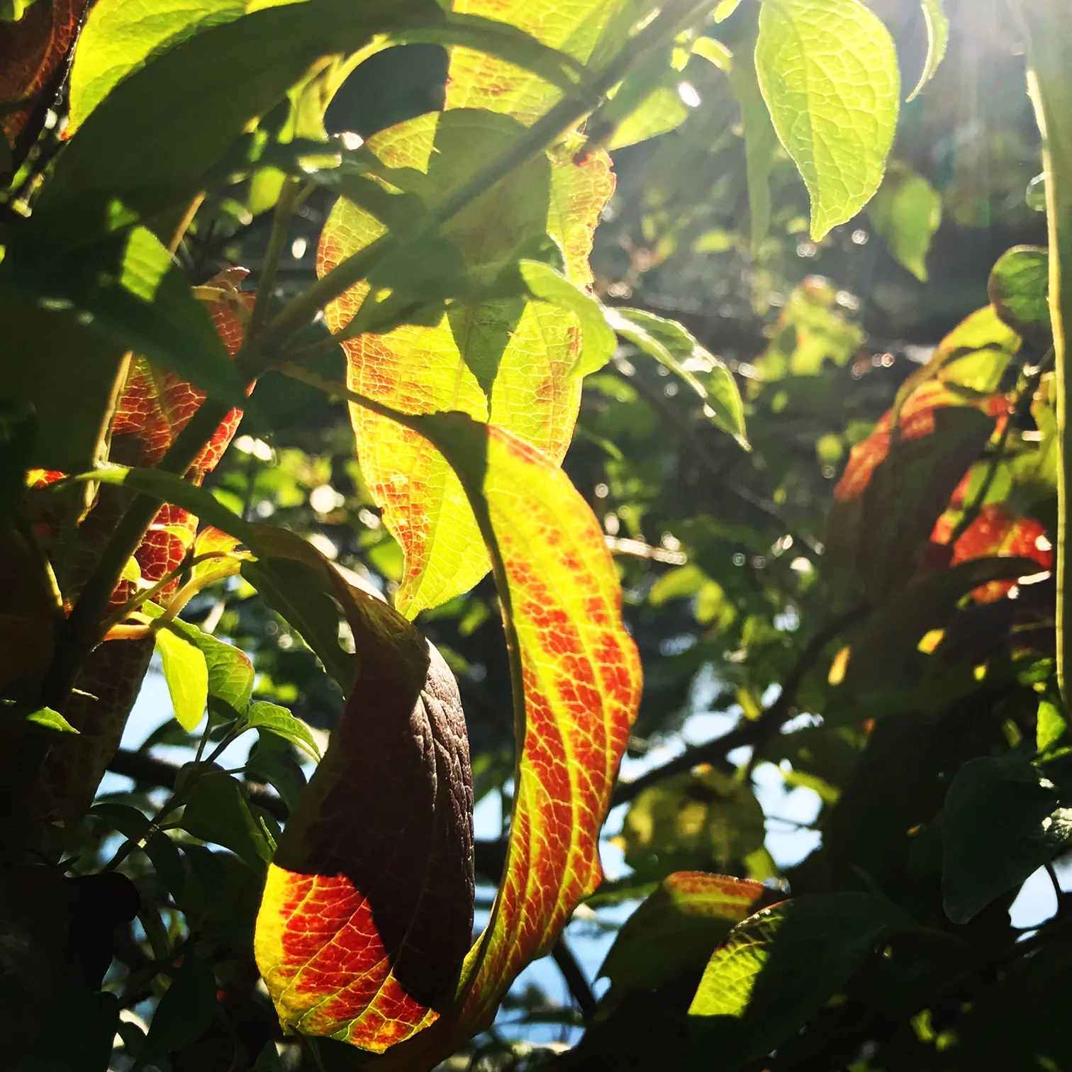 leaves.JPG