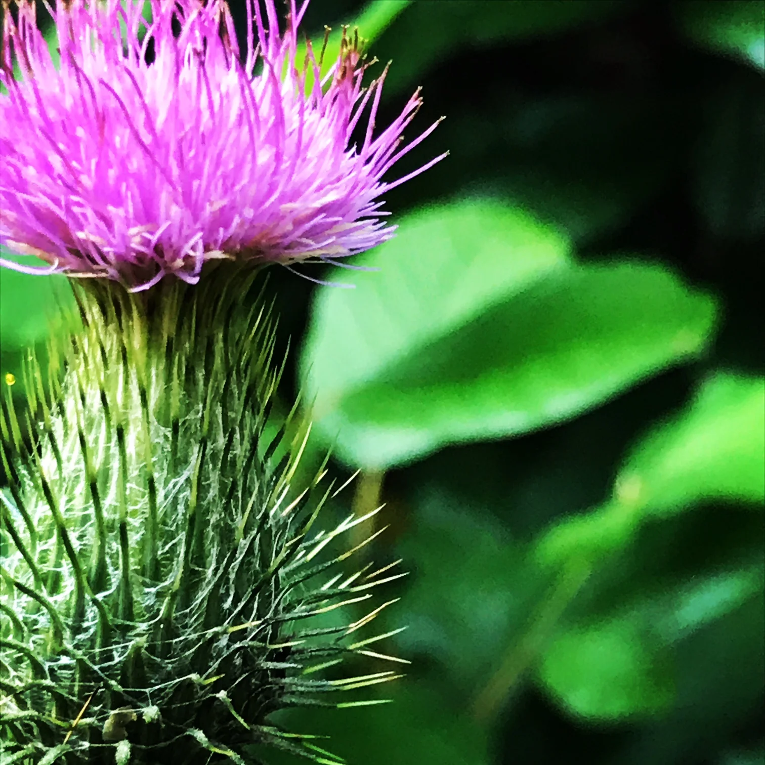 thistle.JPG