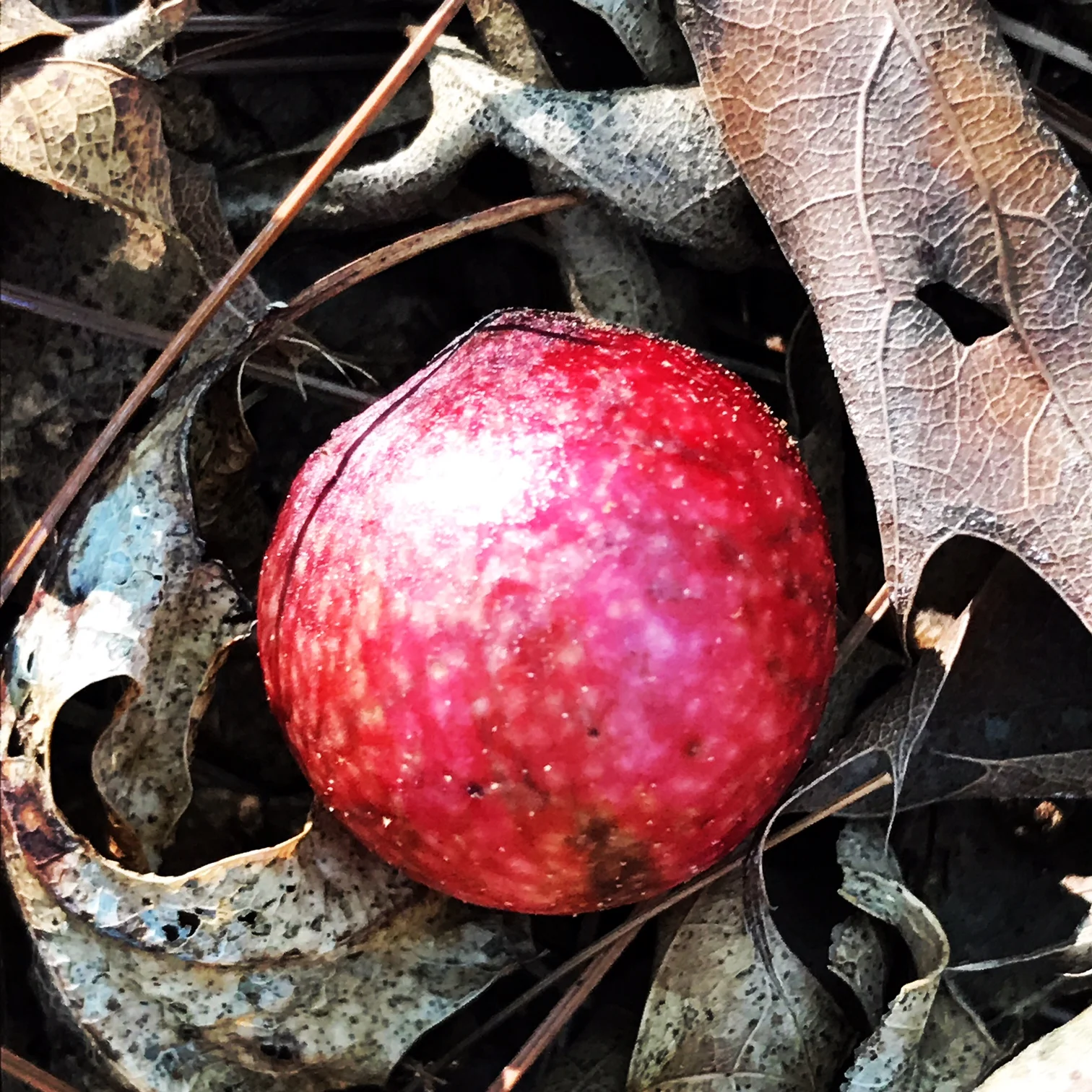 tree seed.JPG