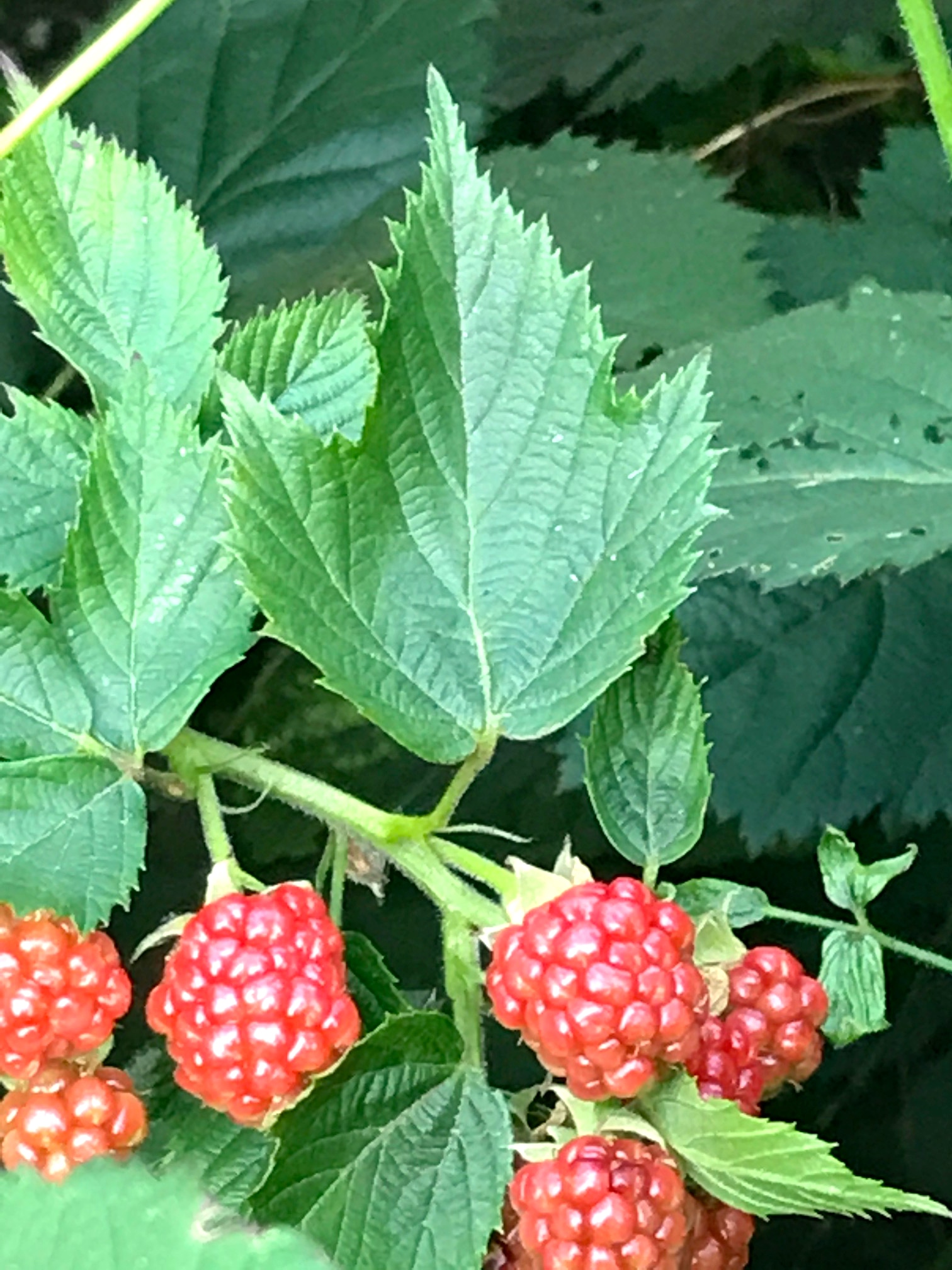 blackberries.jpg