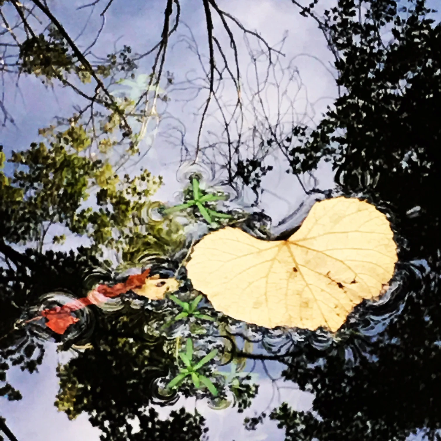 heart swamp.JPG