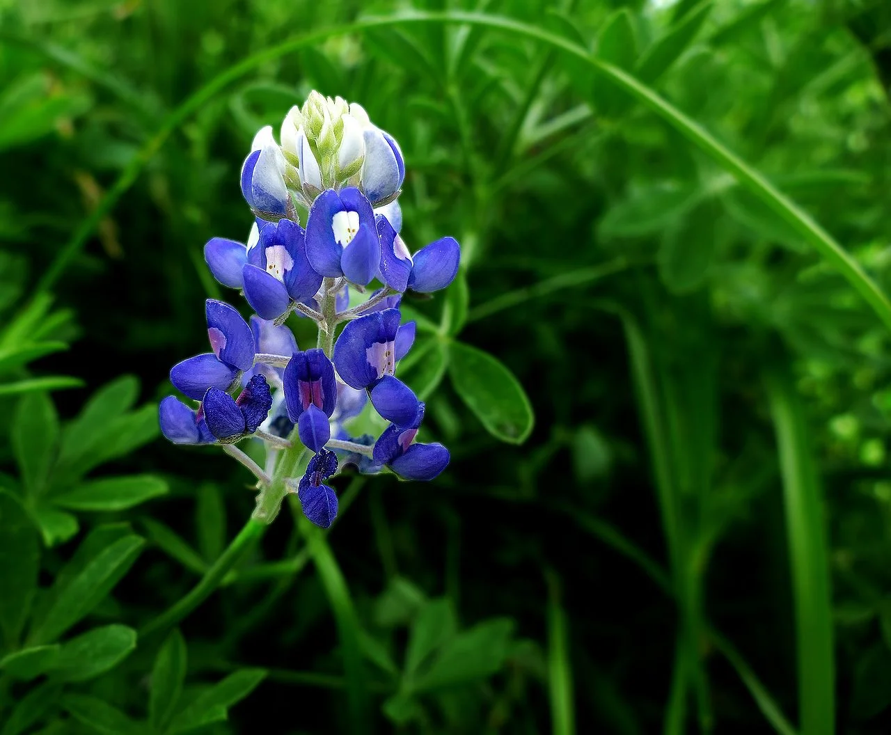 Texas Bluebonne (source Wikipedia)
